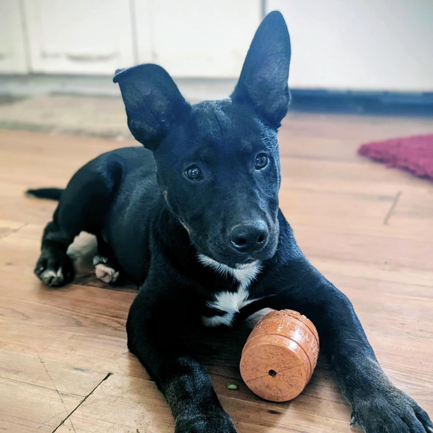 Little Apollo (20250926-05)