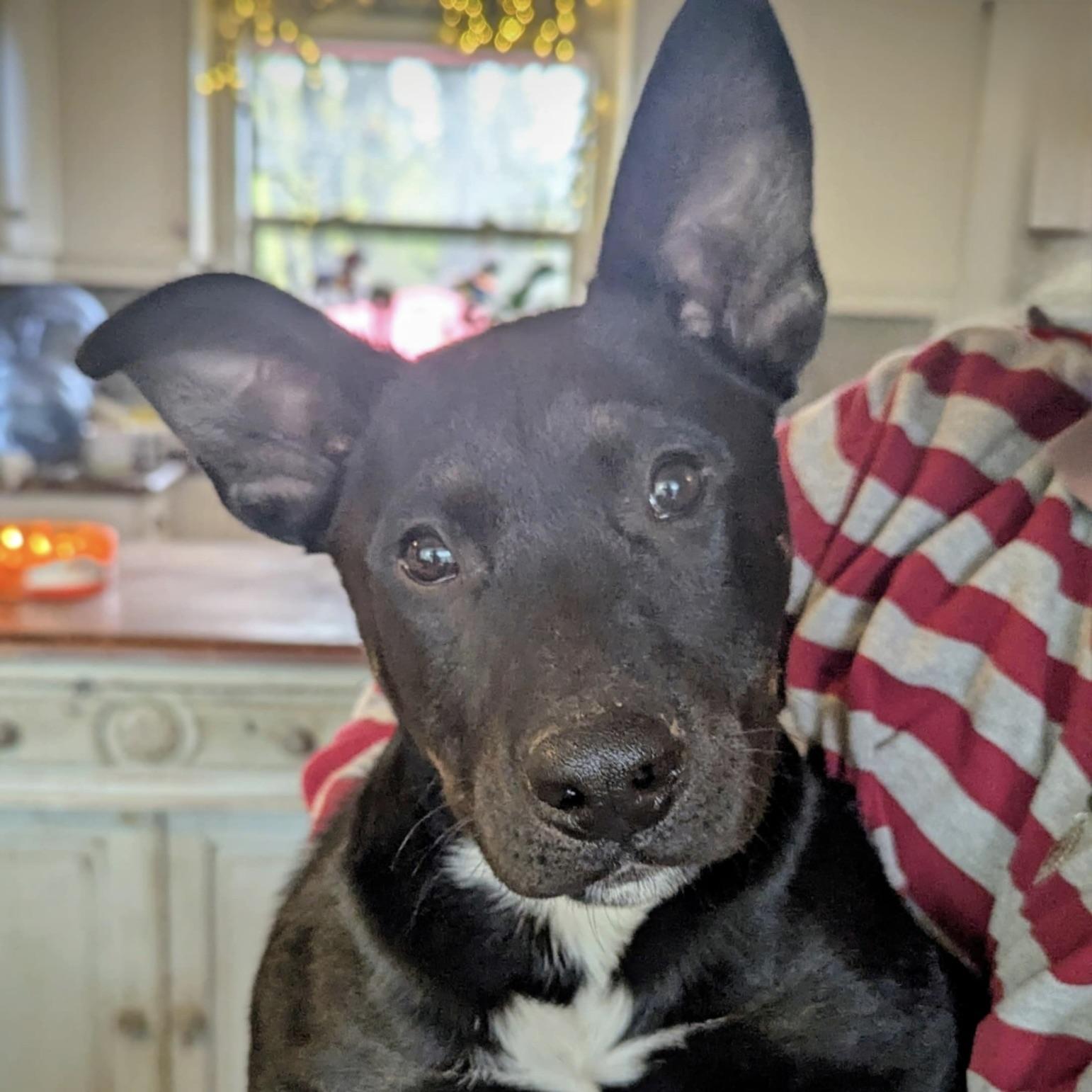 Little Apollo (20250926-05)