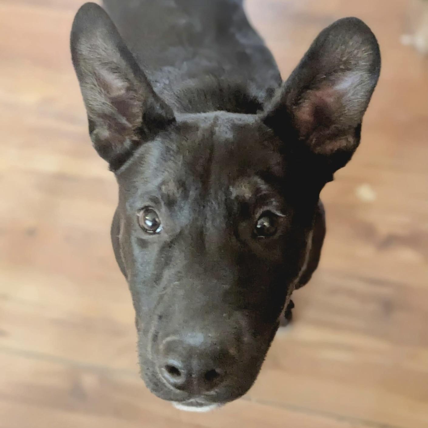 Little Apollo (20250926-05)