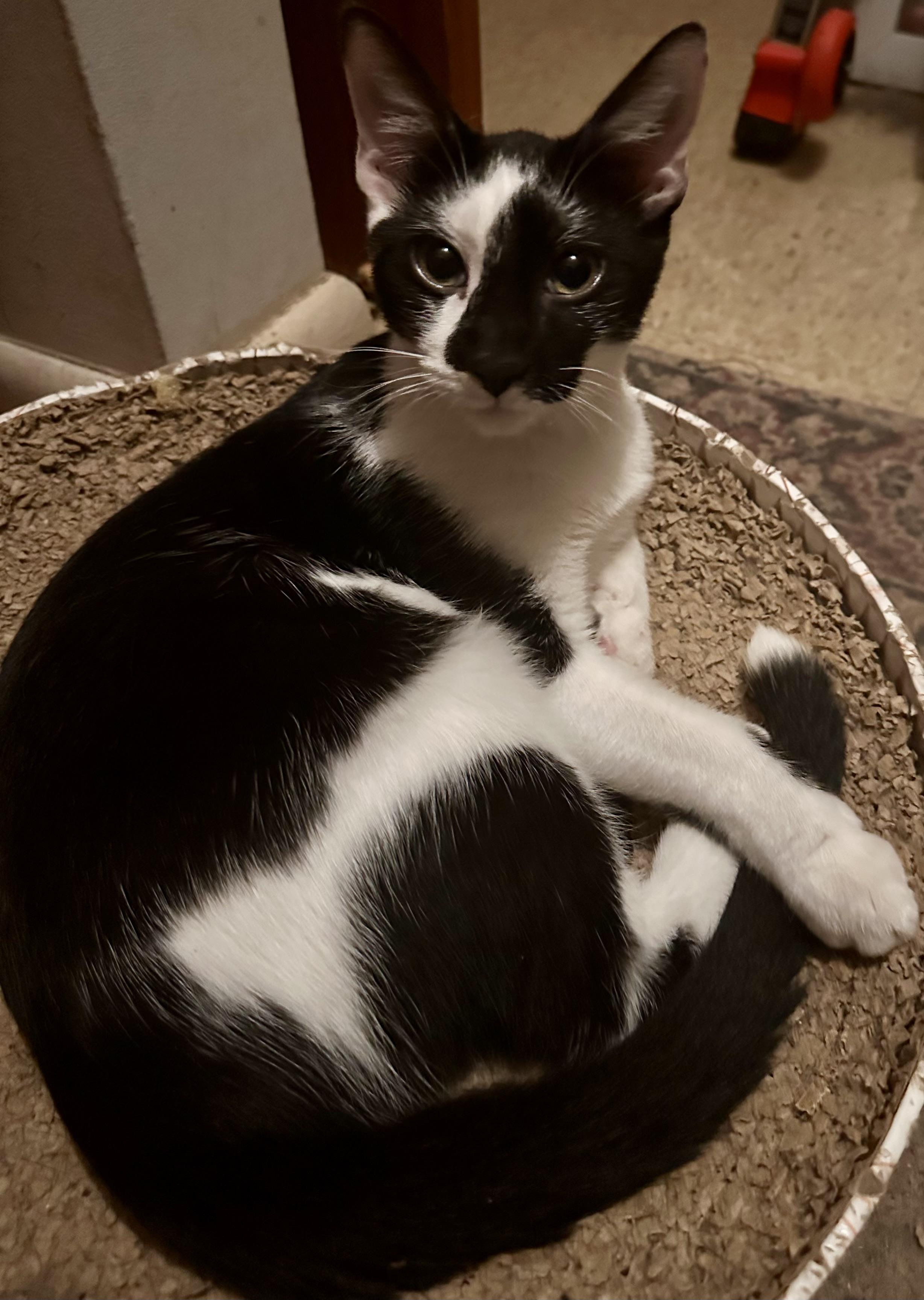 Enlarge Harvey, a Adoptable Domestic Short Hair in Fayetteville, NC image 1/6
