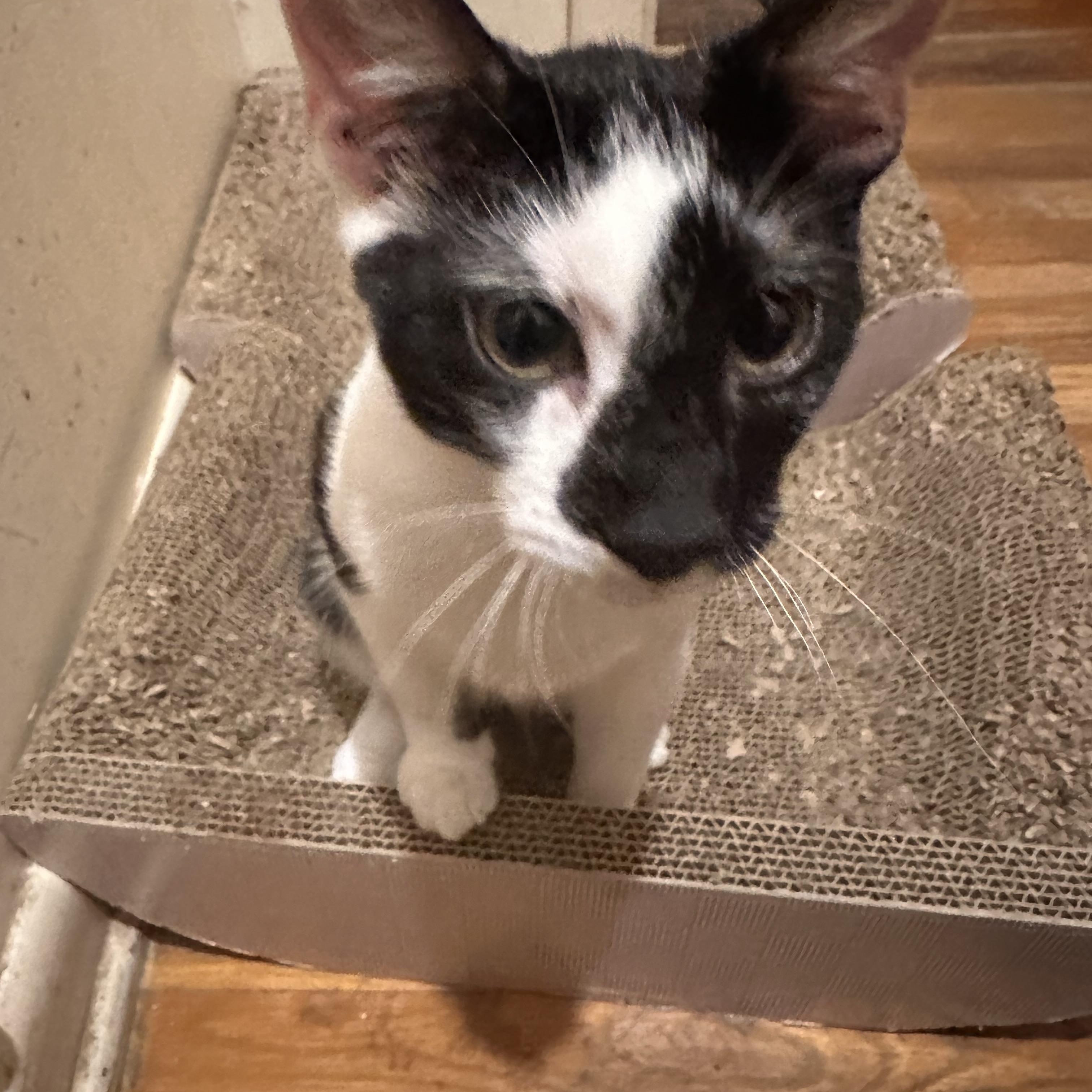 Enlarge Harvey, a Adoptable Domestic Short Hair in Fayetteville, NC image 6/6