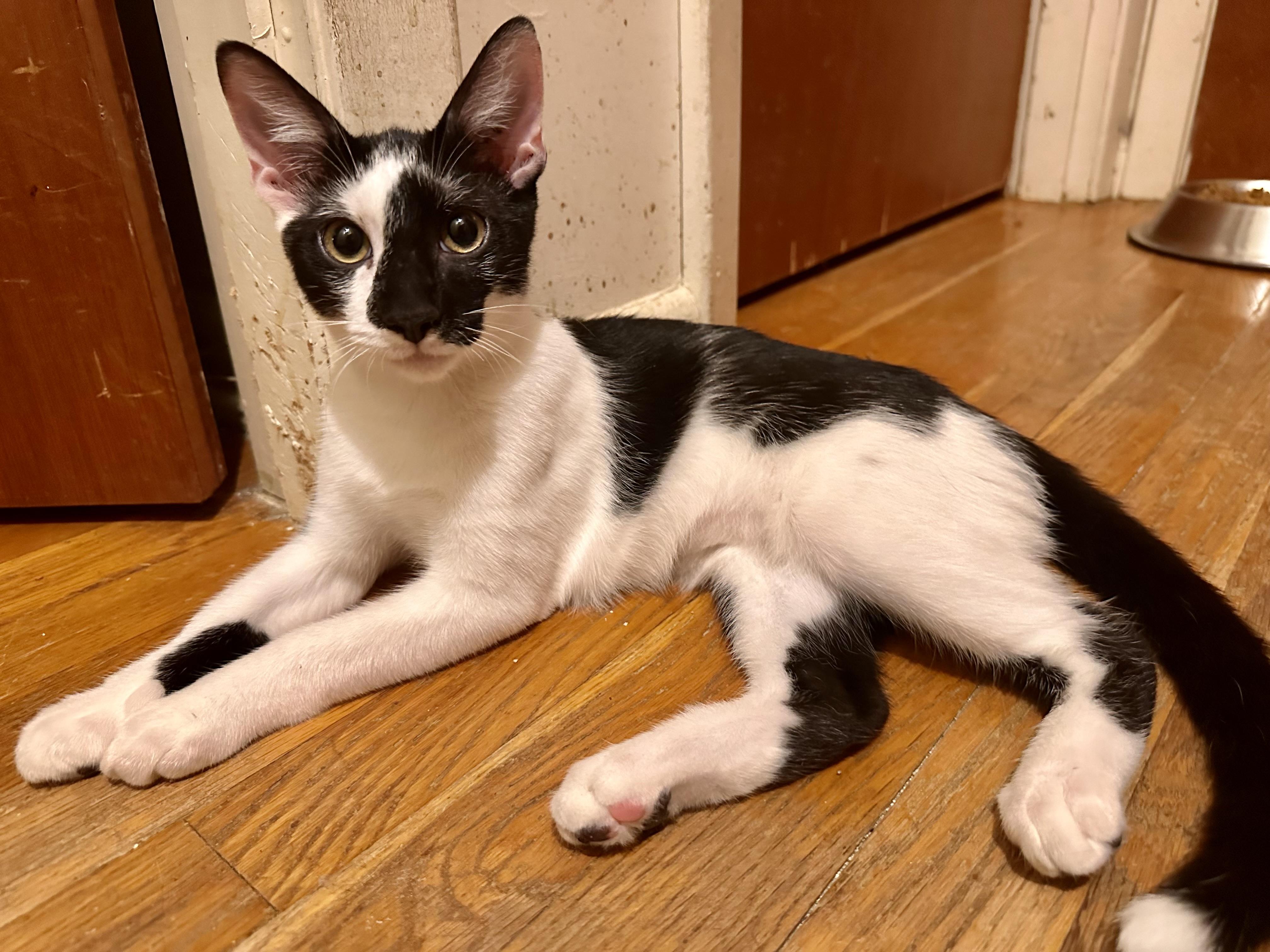 Enlarge Harvey, a Adoptable Domestic Short Hair in Fayetteville, NC image 4/6