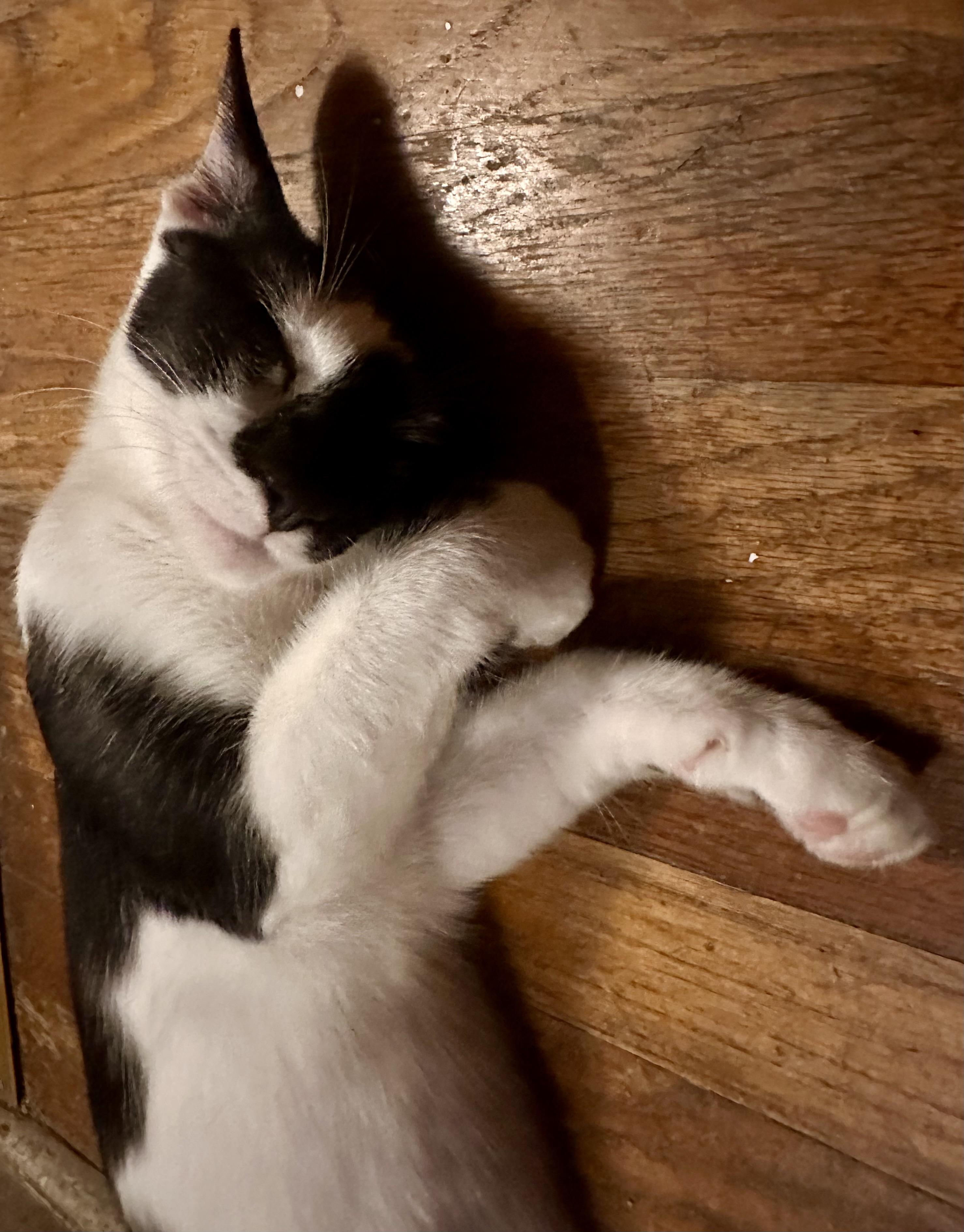 Enlarge Harvey, a Adoptable Domestic Short Hair in Fayetteville, NC image 2/6