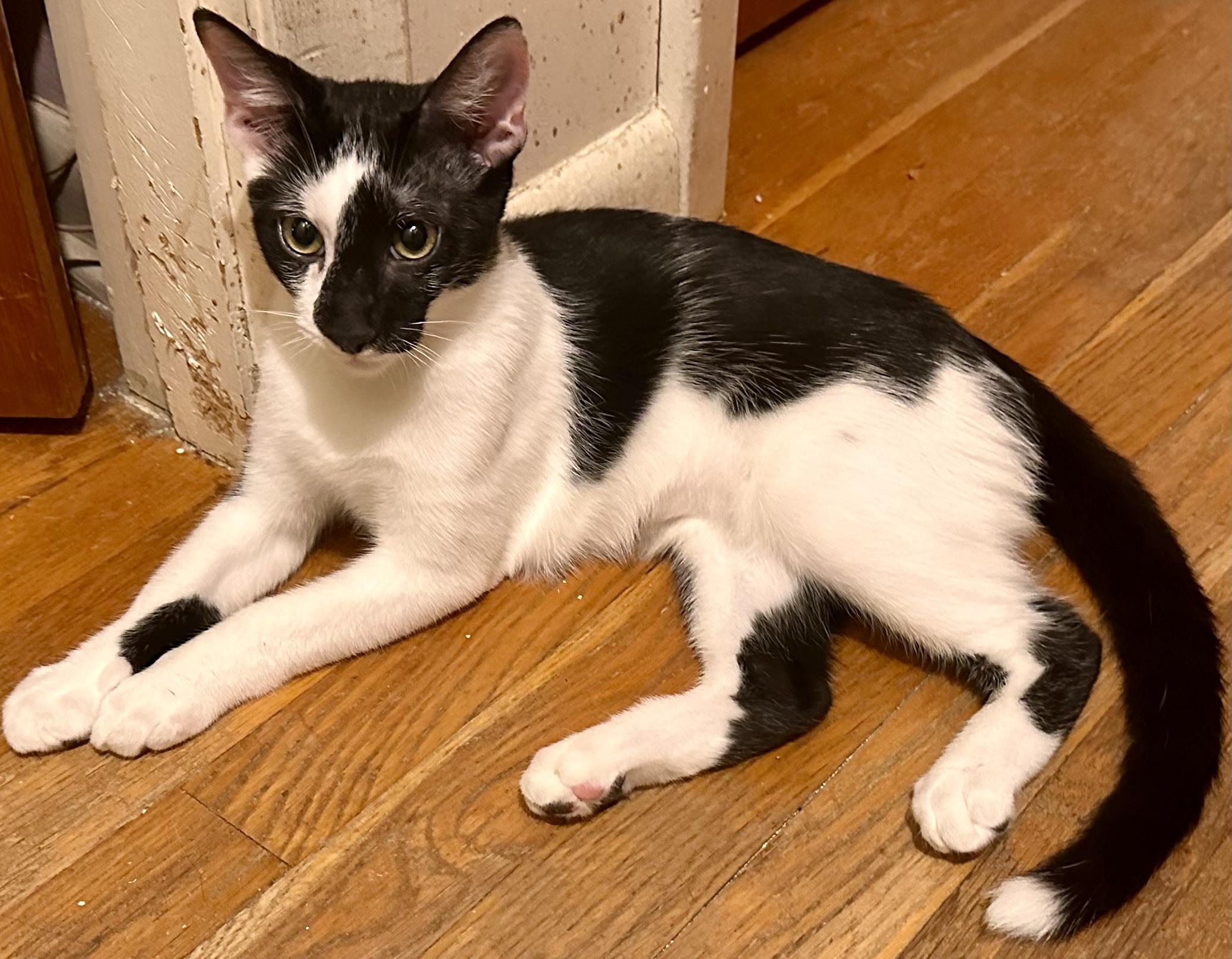 Enlarge Harvey, a Adoptable Domestic Short Hair in Fayetteville, NC image 5/6