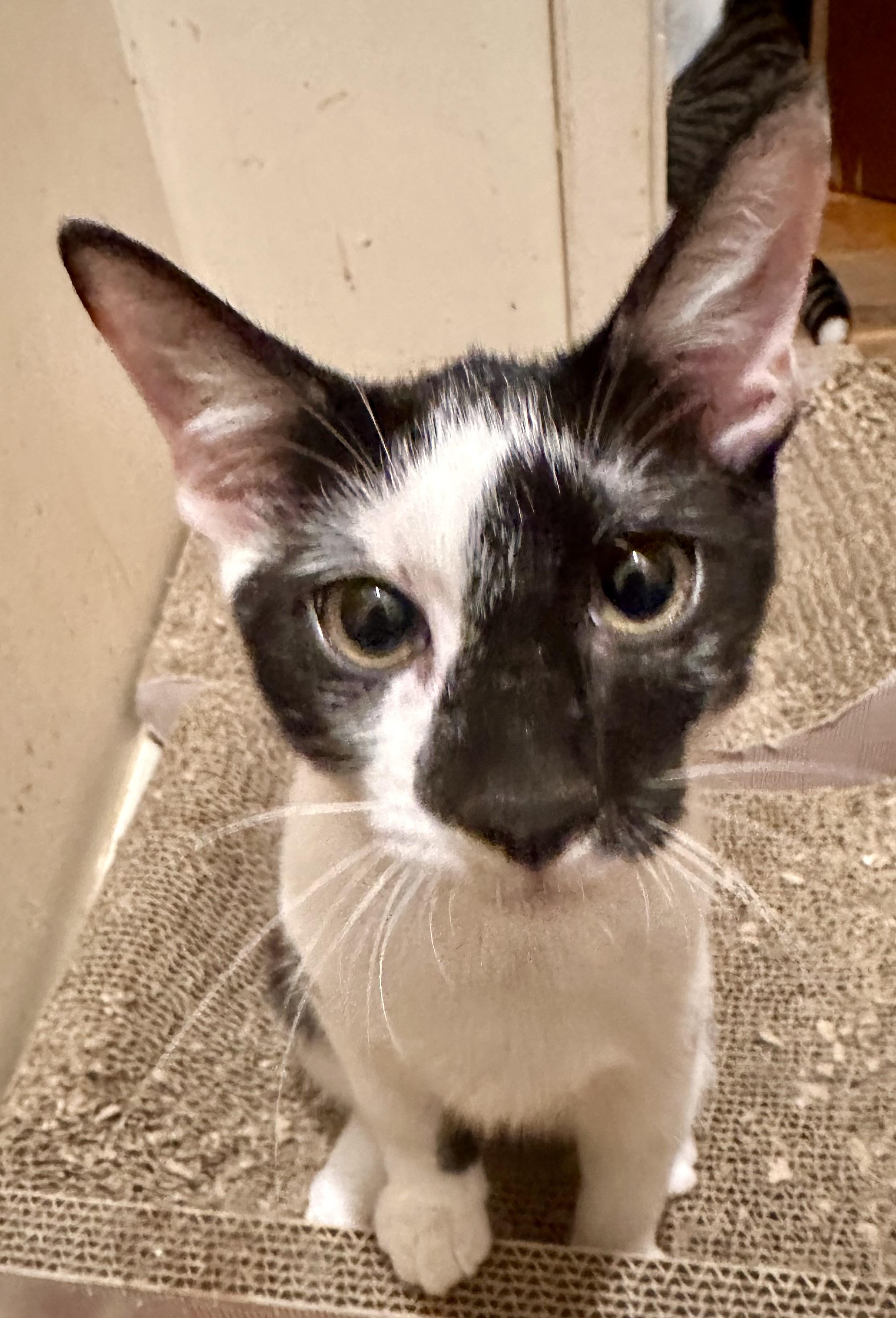 Enlarge Harvey, a Adoptable Domestic Short Hair in Fayetteville, NC image 3/6