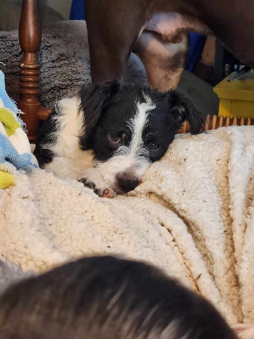 Felix photo 3