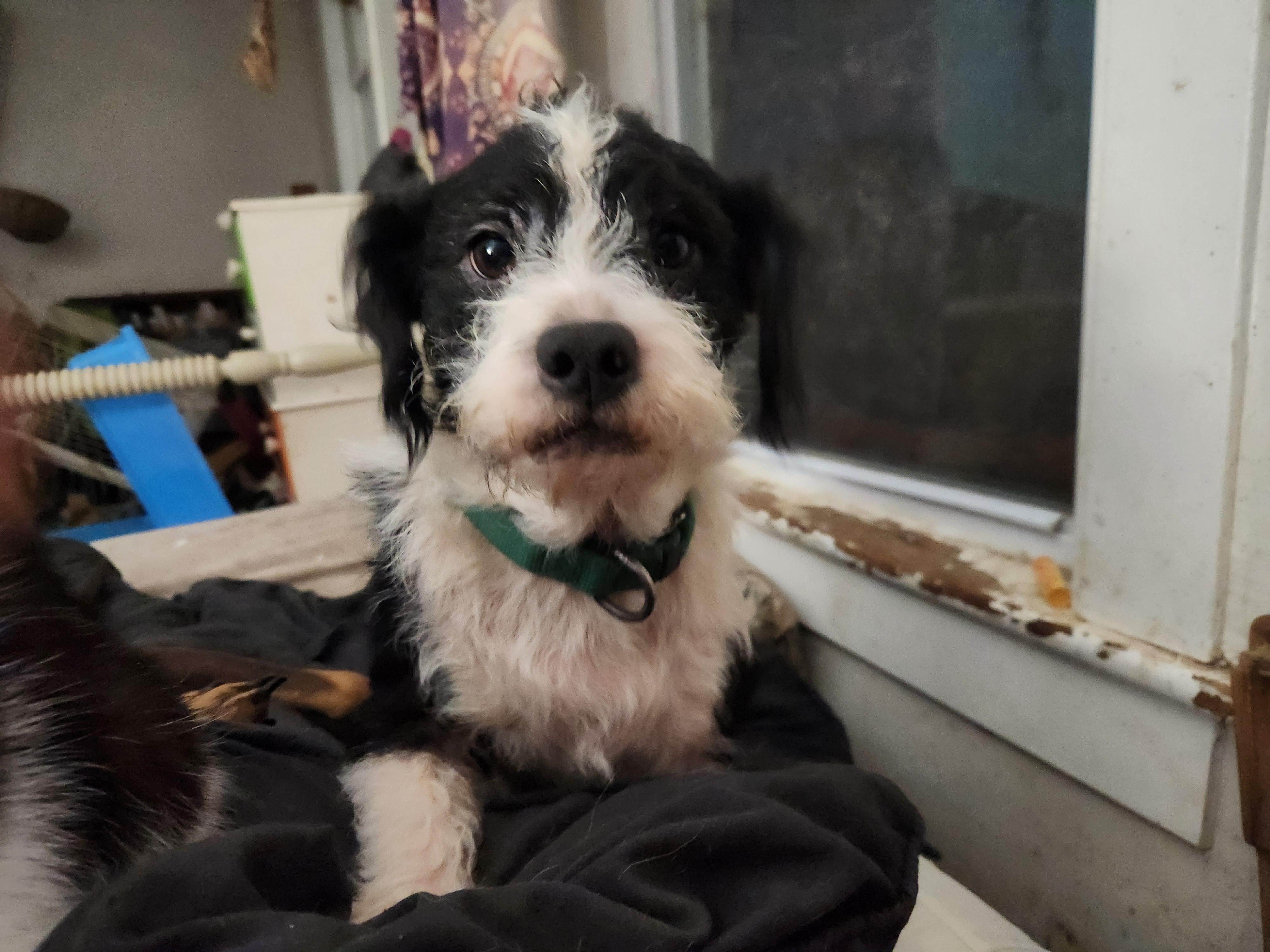 Enlarge Felix, a Adoptable mixed breed in Wantage, NJ image 2/4