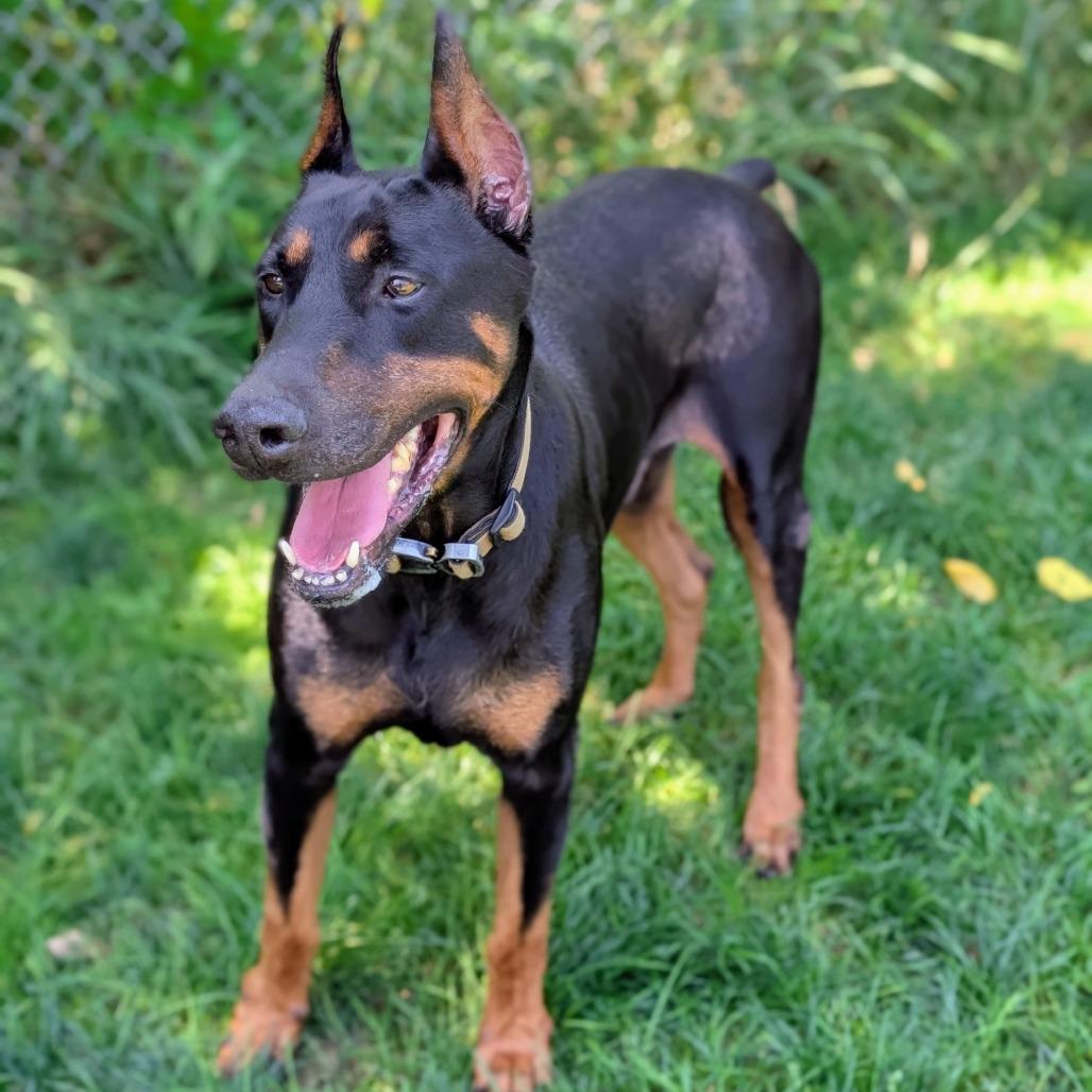 7929 Ruger-I'm a SSNAP Dog, Adoptable, Senior Male Doberman Pinscher.
