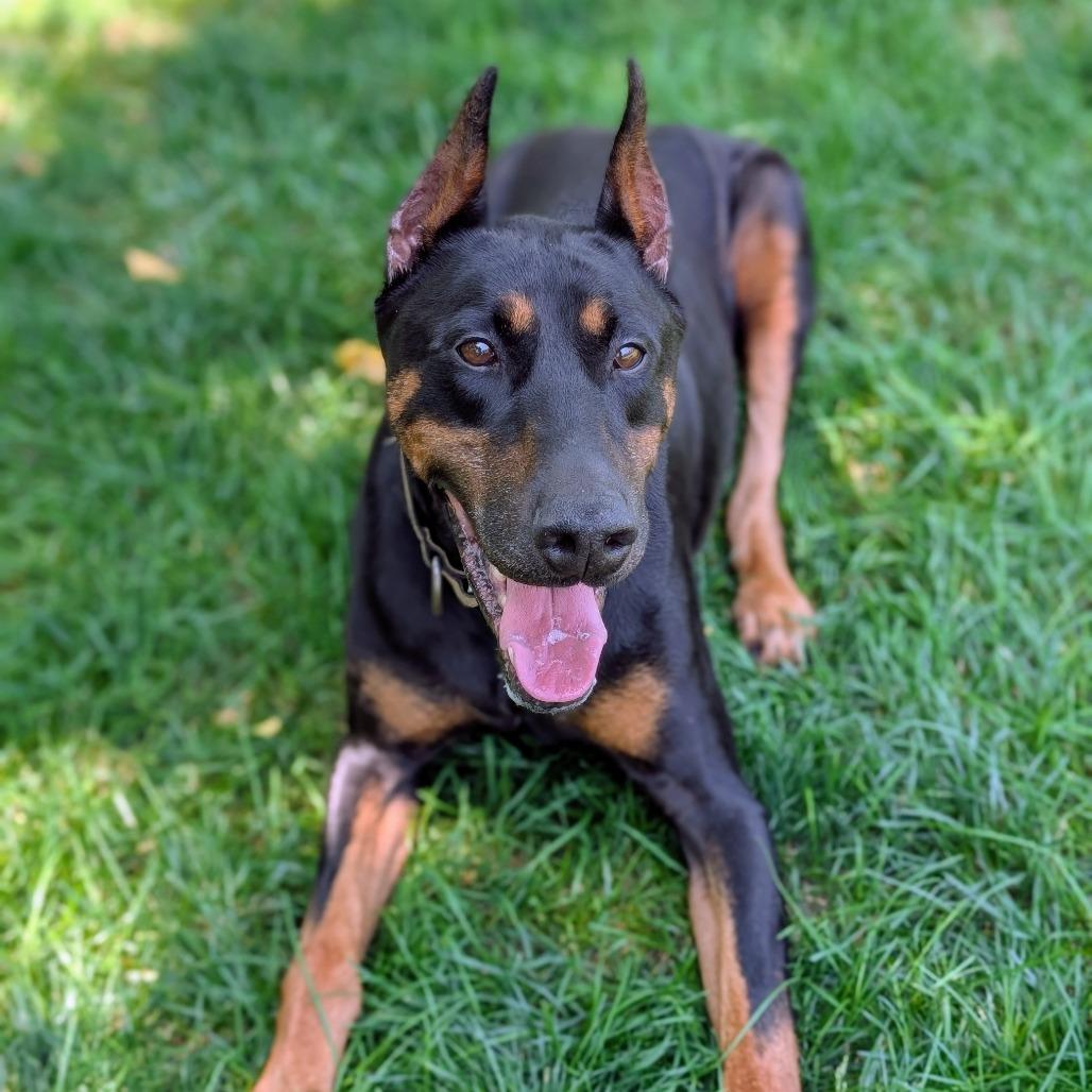 Enlarge 7929 Ruger-I'm a SSNAP Dog, a Adoptable Doberman Pinscher in Sandown, NH image 2/4