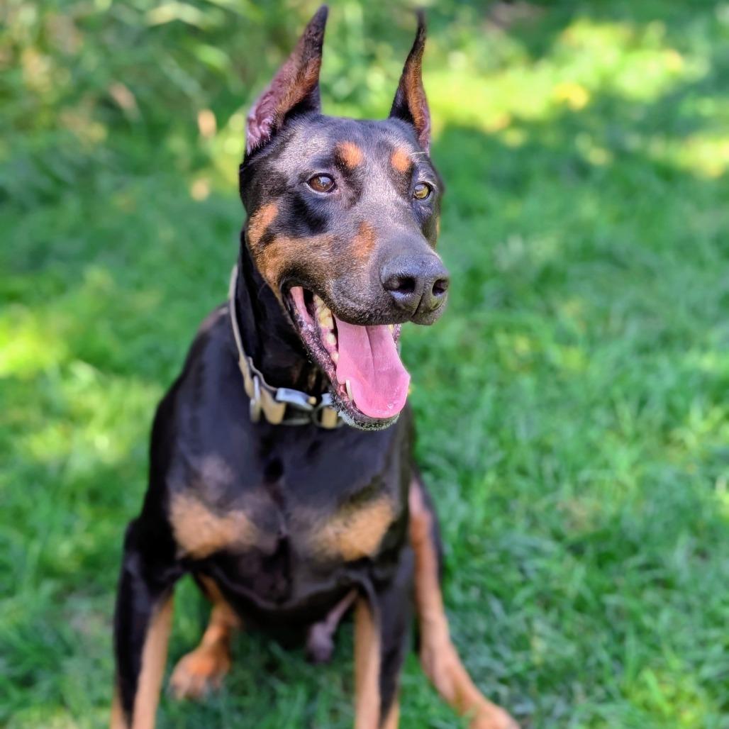 Enlarge 7929 Ruger-I'm a SSNAP Dog, a Adoptable Doberman Pinscher in Sandown, NH image 3/4