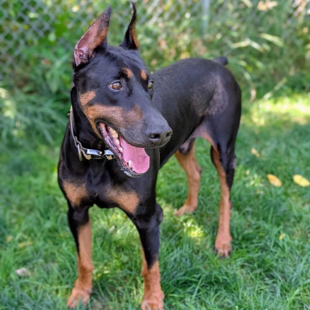 Enlarge 7929 Ruger-I'm a SSNAP Dog, a Adoptable Doberman Pinscher in Sandown, NH image 4/4