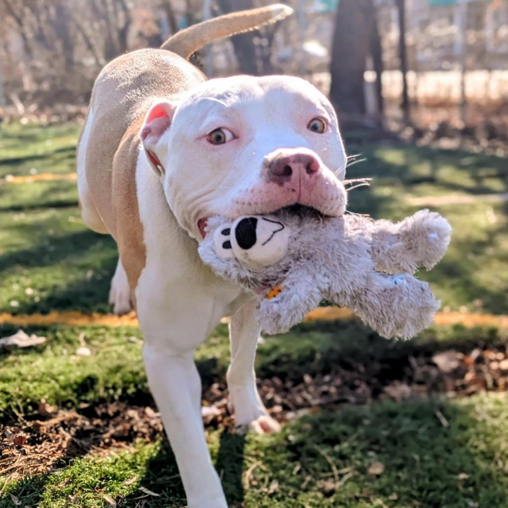 Donnie, Adoptable, Adult Male Pit Bull Terrier.