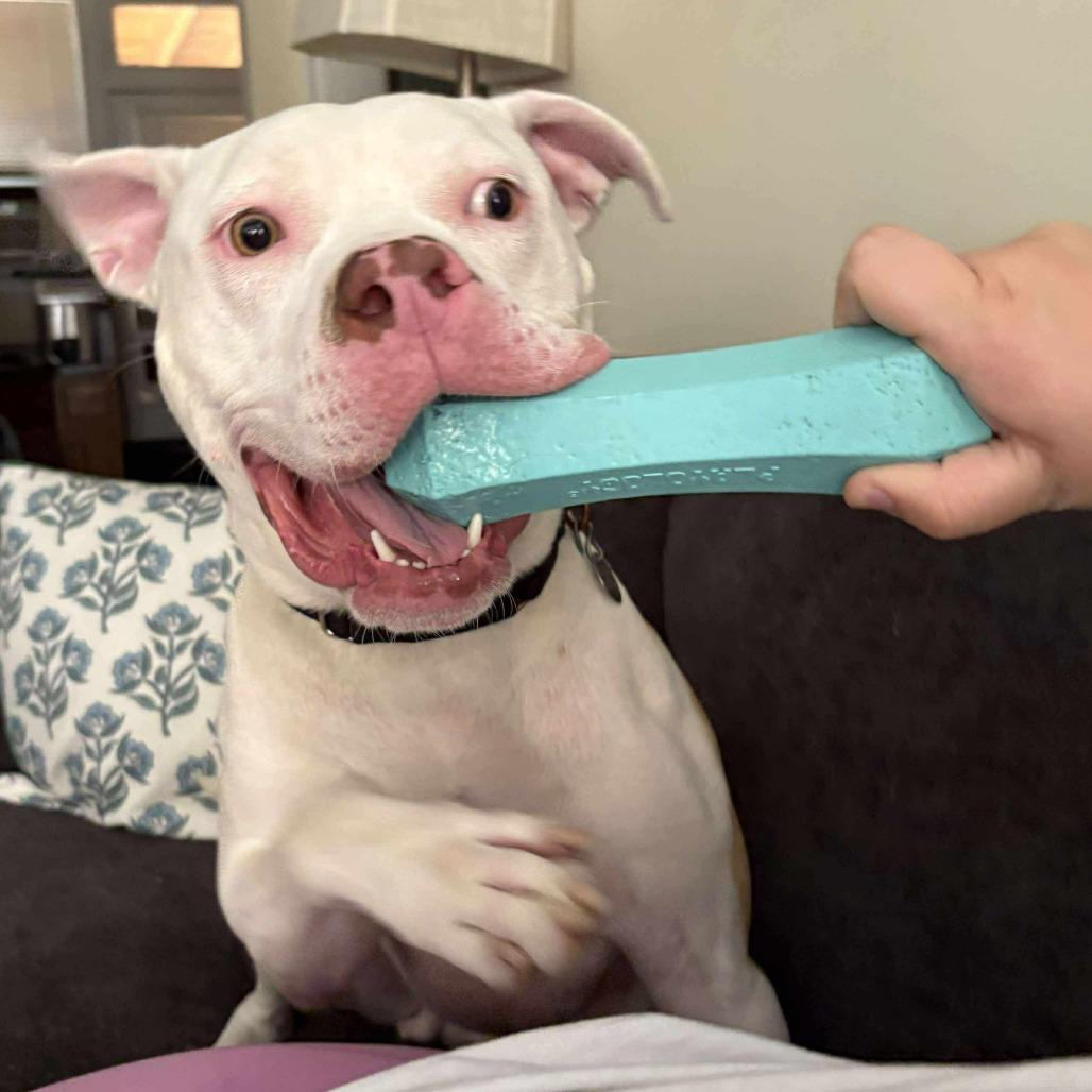 Enlarge Donnie, a Adoptable mixed breed in Oak Park, IL image 2/6