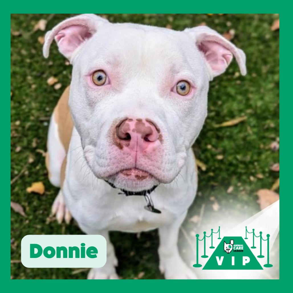 Enlarge Donnie, a Adoptable mixed breed in Oak Park, IL image 3/6