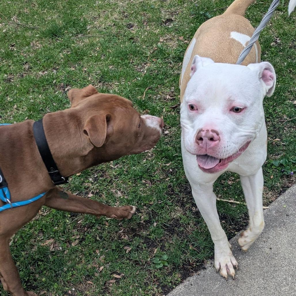 Enlarge Donnie, a Adoptable mixed breed in Oak Park, IL image 4/6