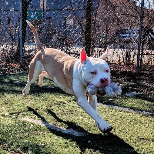 Enlarge Donnie, a Adoptable mixed breed in Oak Park, IL image 5/6