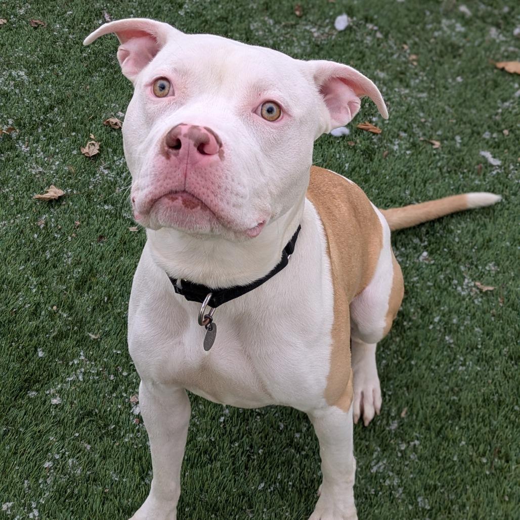 Enlarge Donnie, a Adoptable mixed breed in Oak Park, IL image 6/6