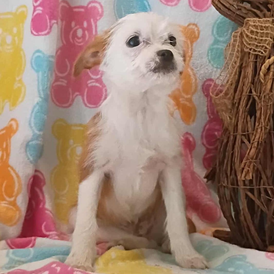 Enlarge Lester, an adopted mixed breed in Windsor, ON image 1/3