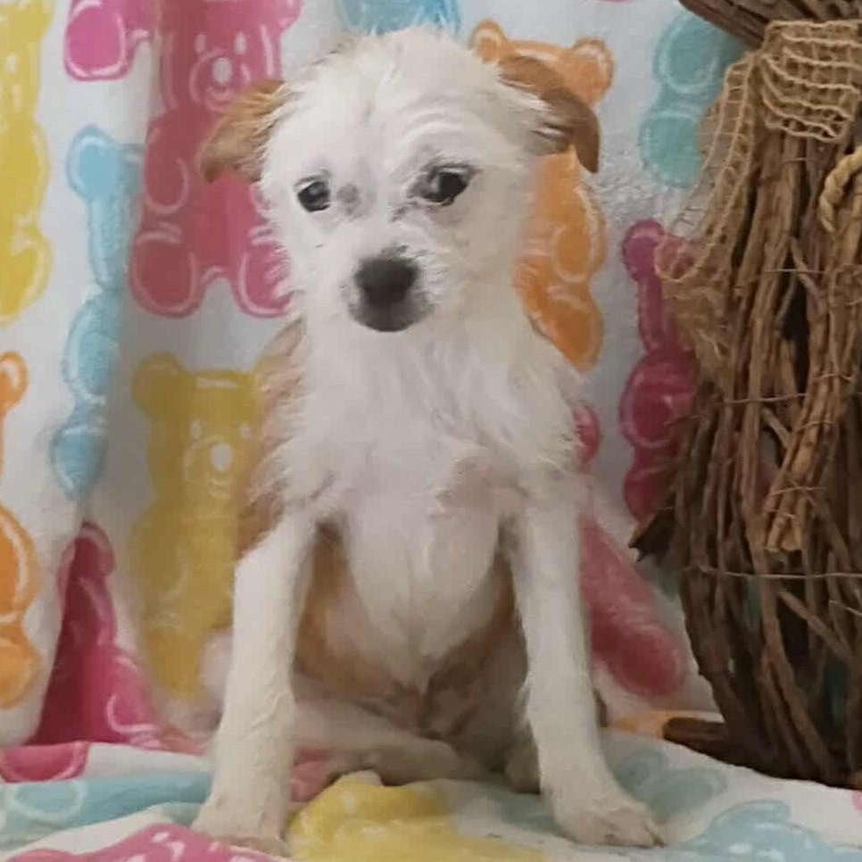 Enlarge Lester, an adopted mixed breed in Windsor, ON image 3/3