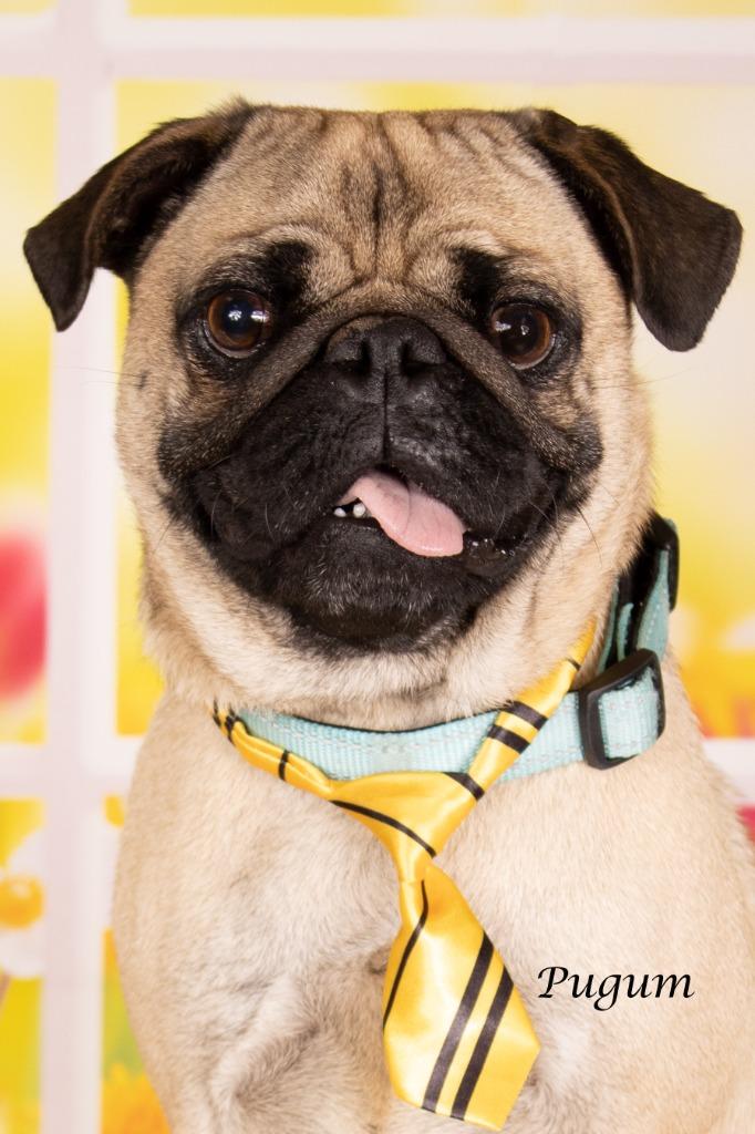 Pugum, Adoptable, Young Male Pug.