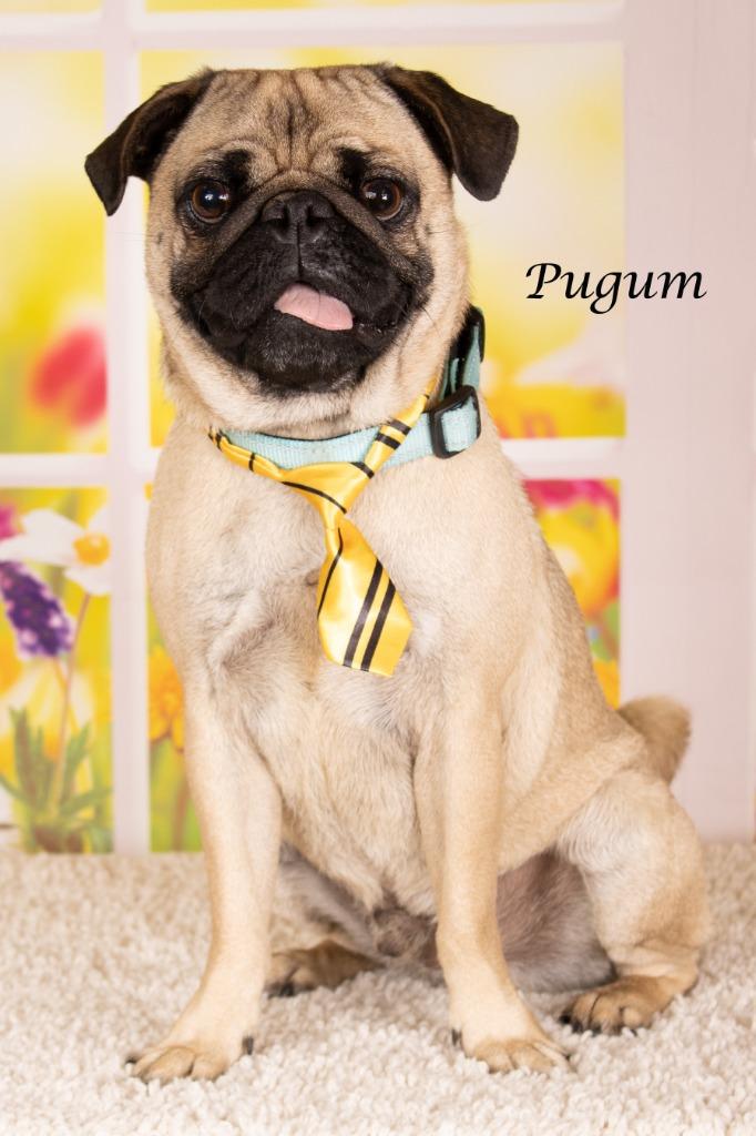 Enlarge Pugum, a Adoptable Pug in Gilbert, AZ image 2/2