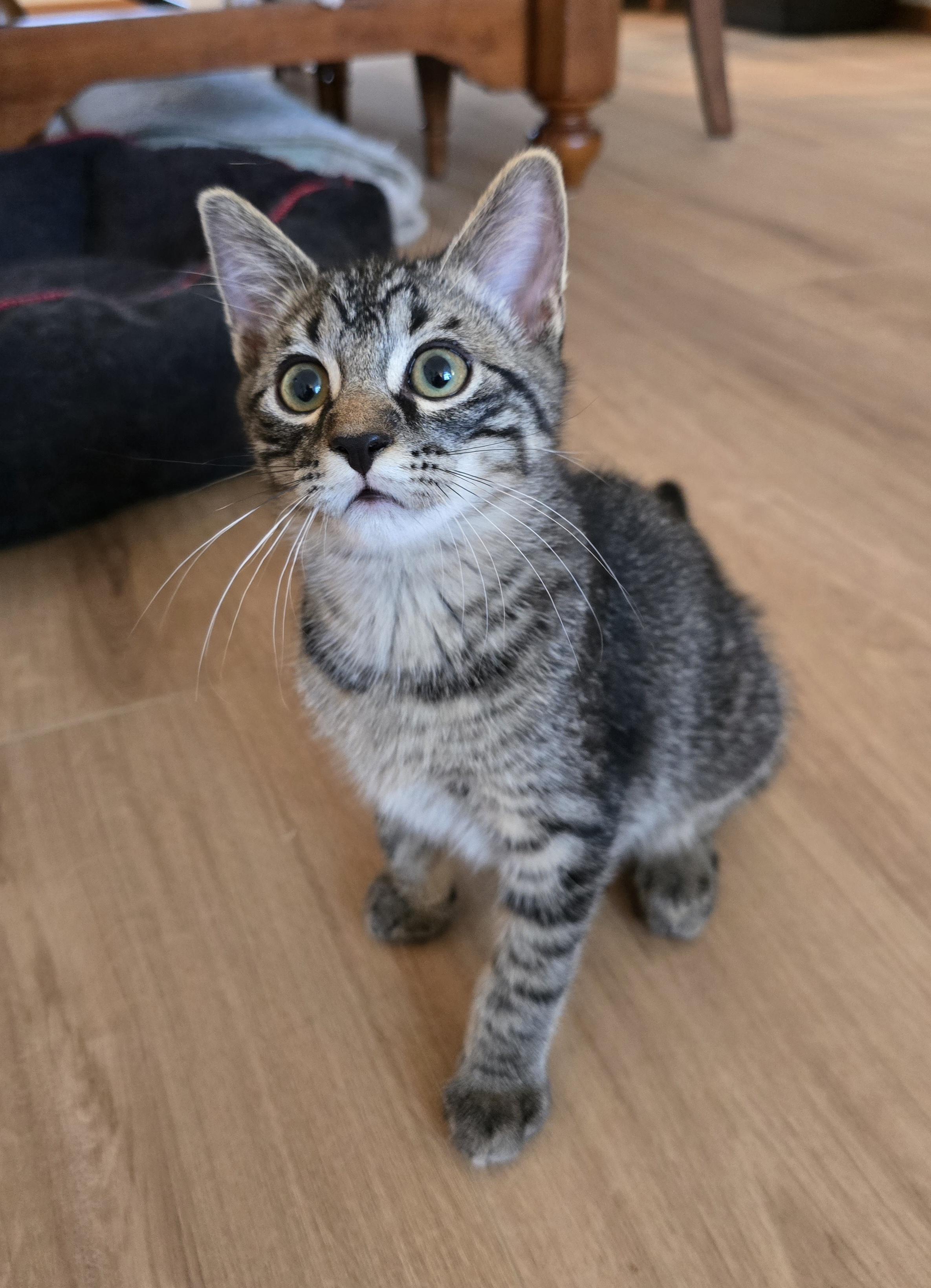 Rolo, ADOPTABLE, Kitten Male Domestic Short Hair.