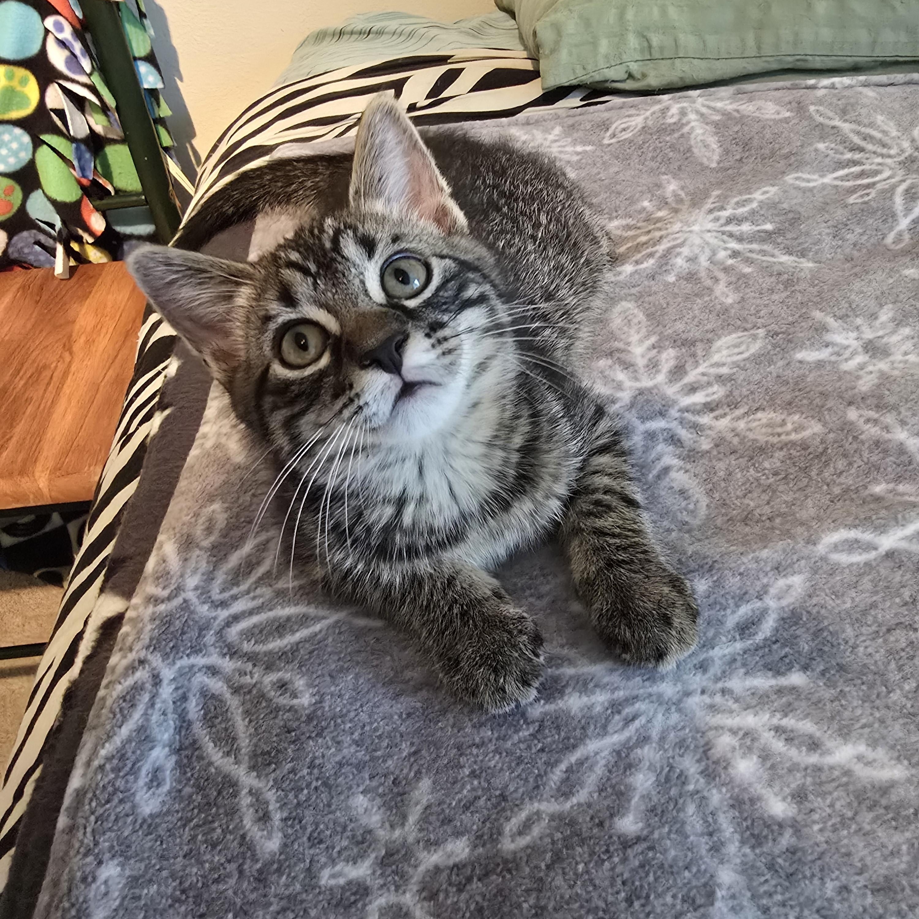 Rolo, ADOPTABLE, Kitten Male Domestic Short Hair.