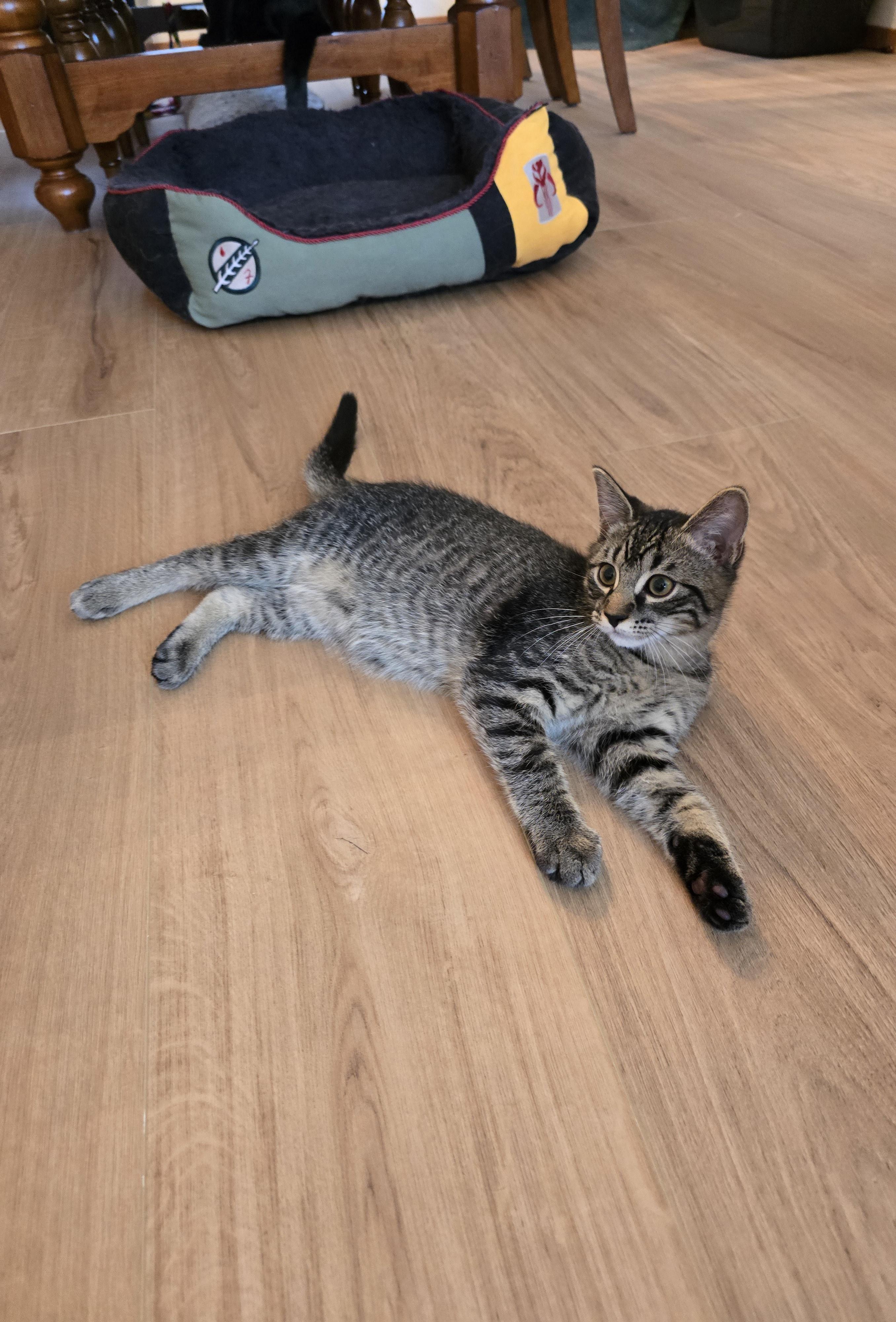 Enlarge Rolo, an adopted mixed breed in Fargo, ND image 1/4