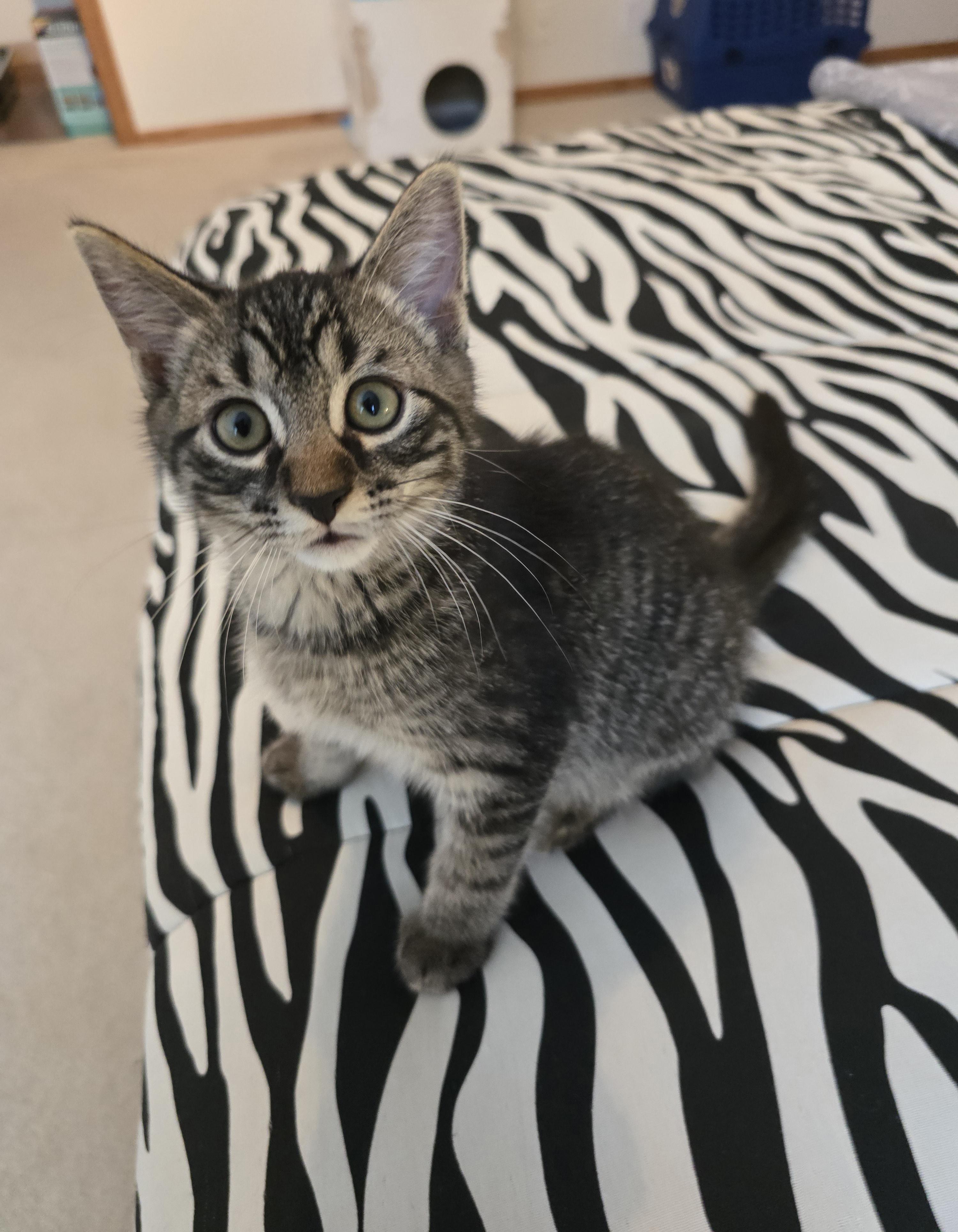 Enlarge Rolo, a ADOPTABLE mixed breed in Fargo, ND image 3/3