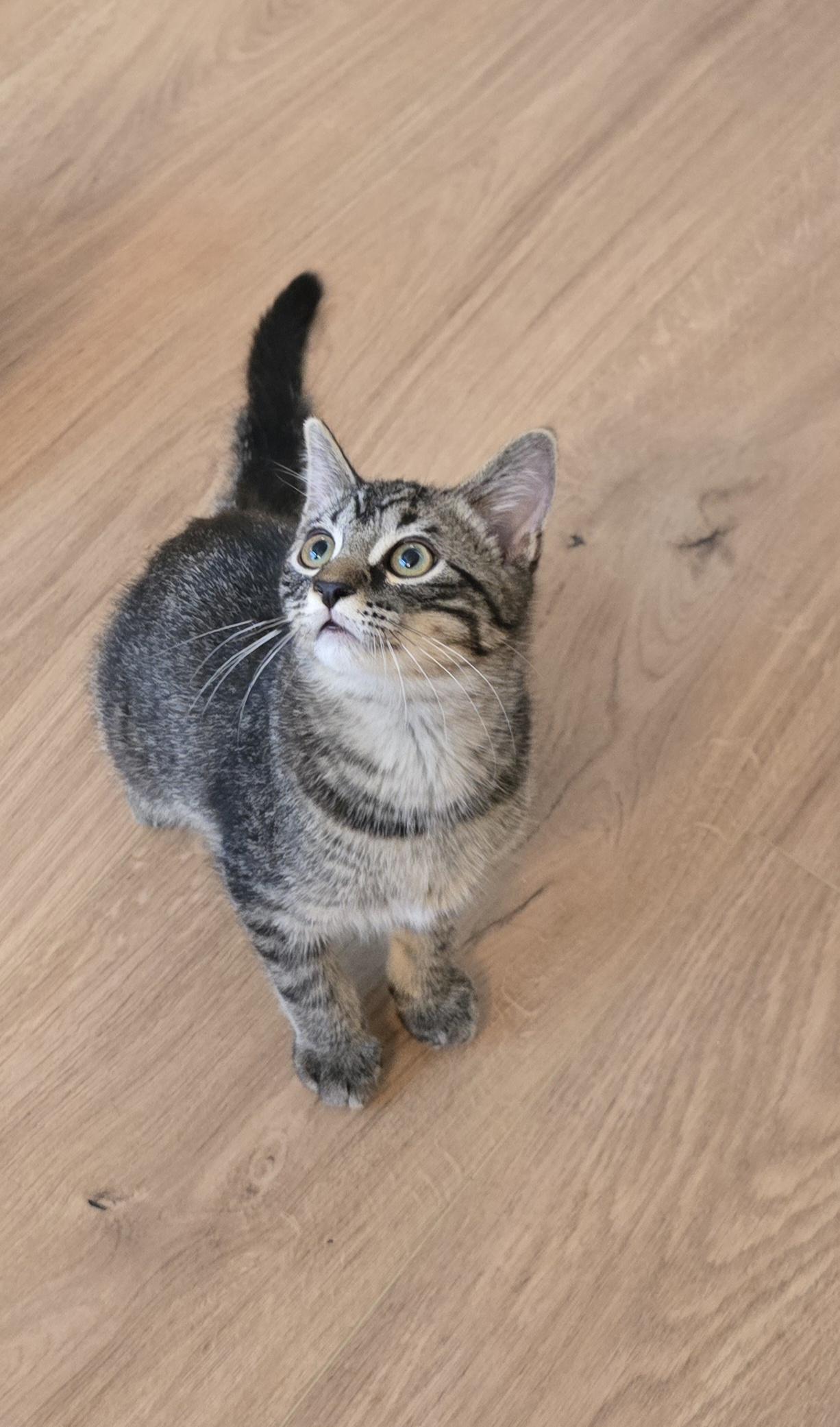 Enlarge Rolo, an adopted mixed breed in Fargo, ND image 2/4