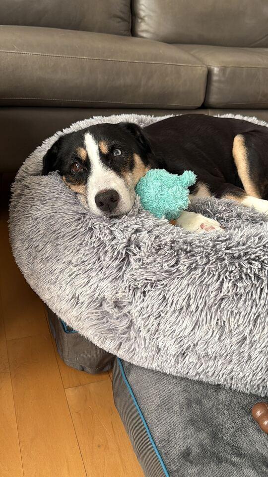 Mystic, Adoptable, Senior Female Mixed Breed.