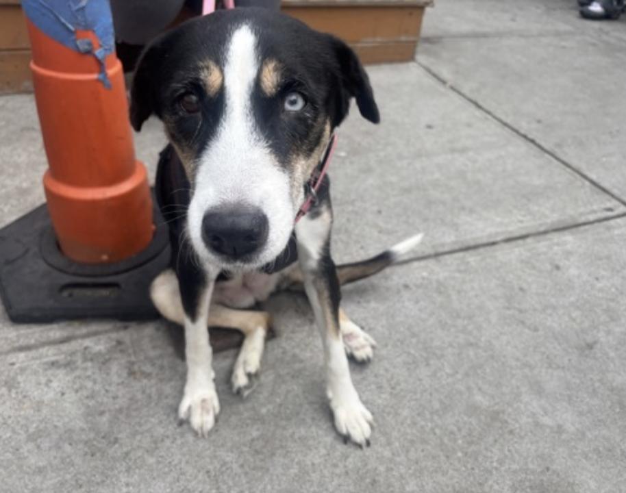 Enlarge Mystic, a Adoptable mixed breed in New York, NY image 2/2