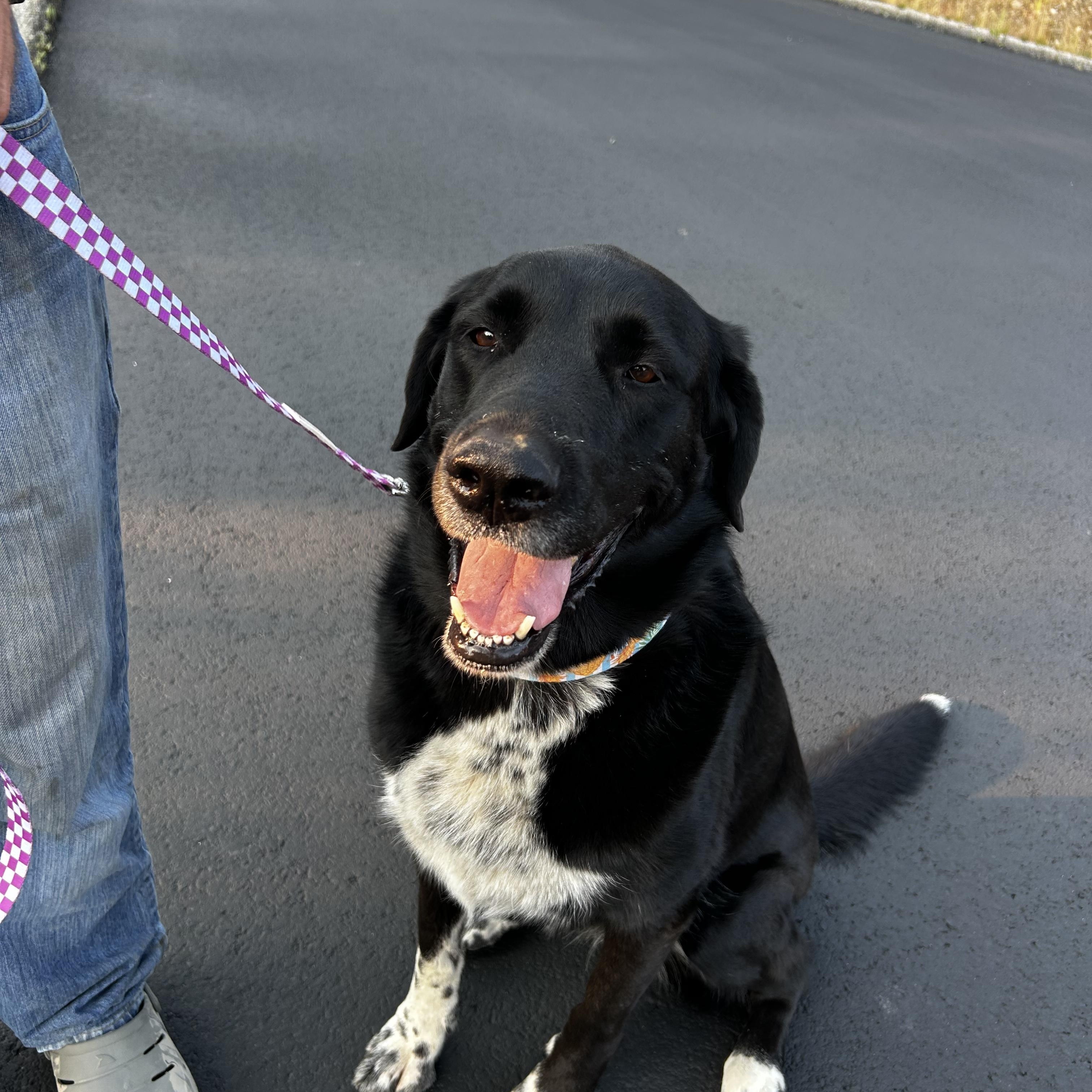 Enlarge AURORA, a Adoptable mixed breed in Plummer, ID image 6/6