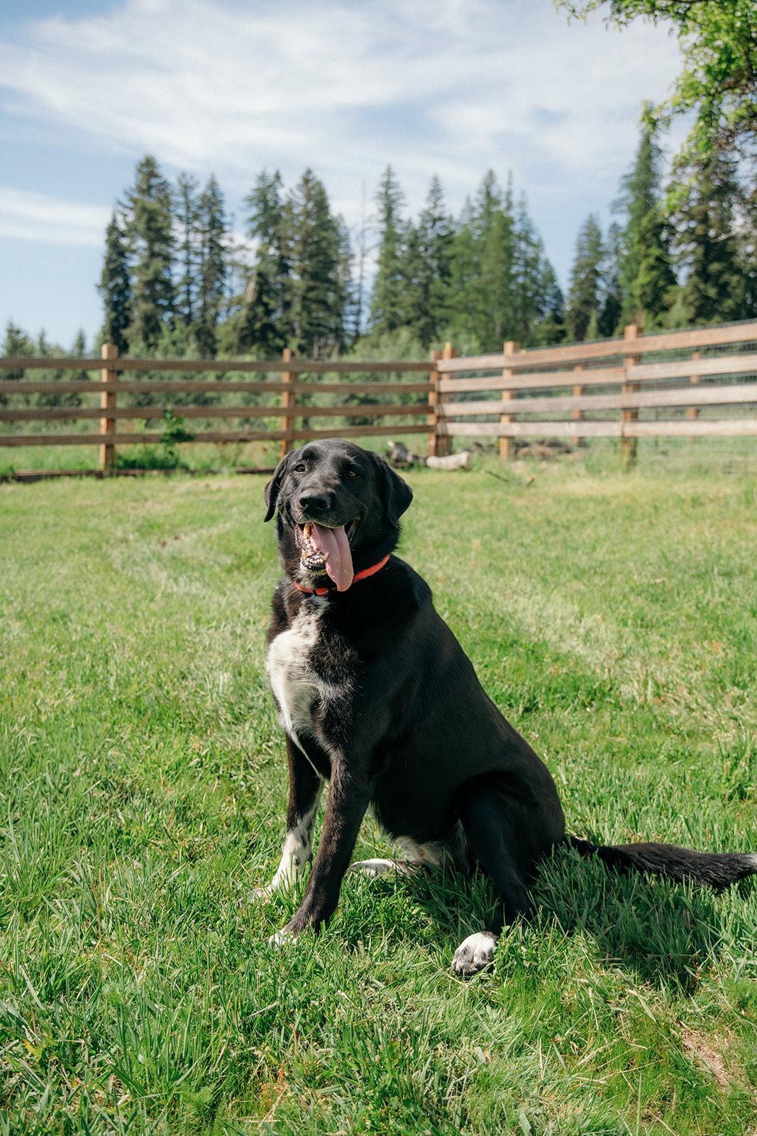 AURORA, ADOPTABLE, Young Female Black Labrador Retriever & Bernese Mountain Dog.