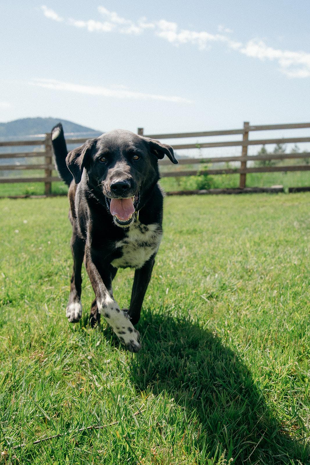 AURORA, a ADOPTABLE mixed breed in Plummer, ID image 3/6