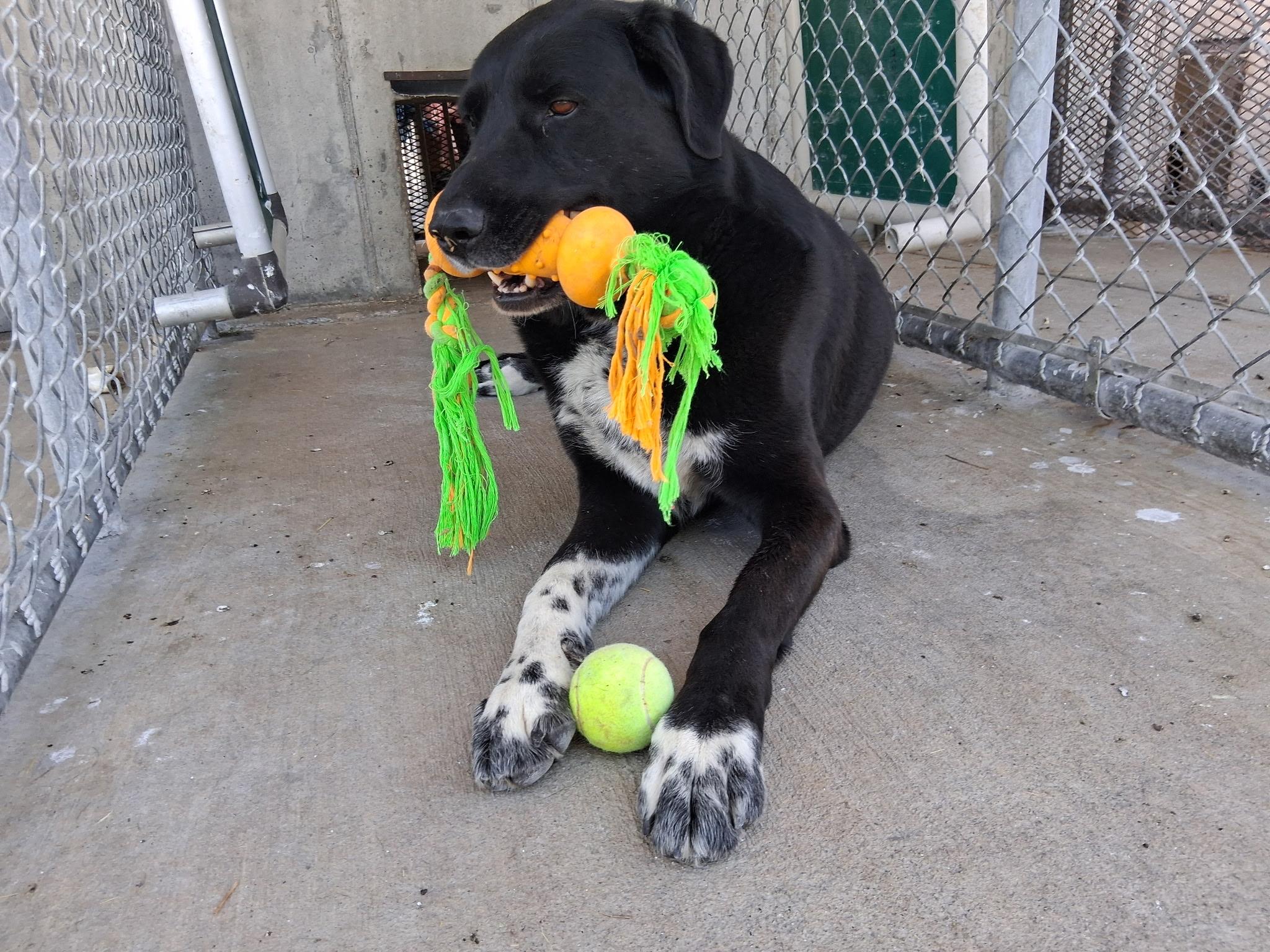 AURORA, a ADOPTABLE mixed breed in Plummer, ID image 6/6