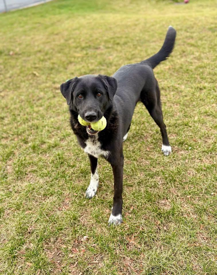 AURORA, a ADOPTABLE mixed breed in Plummer, ID image 2/6