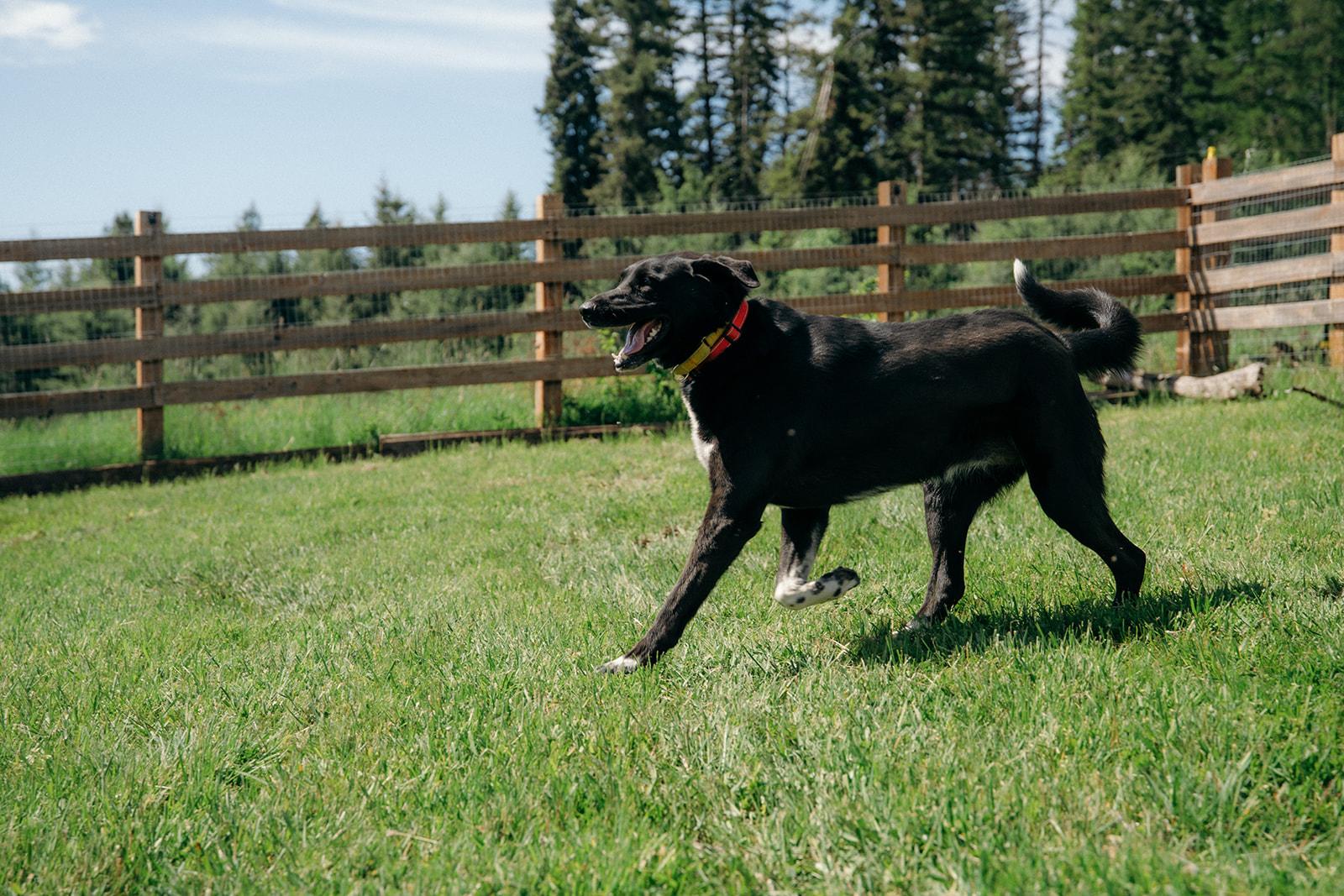AURORA, a ADOPTABLE mixed breed in Plummer, ID image 4/6