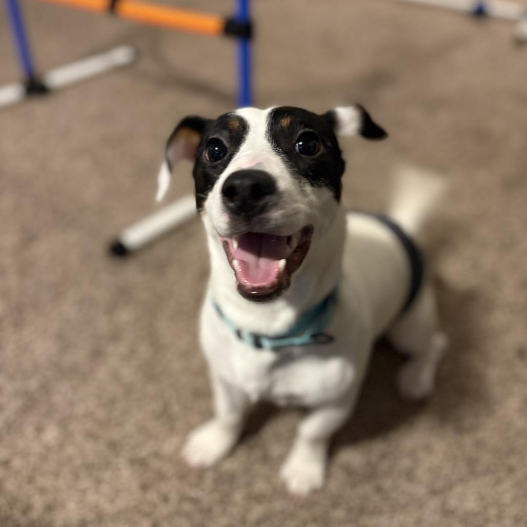 Chase — thumbnail 3