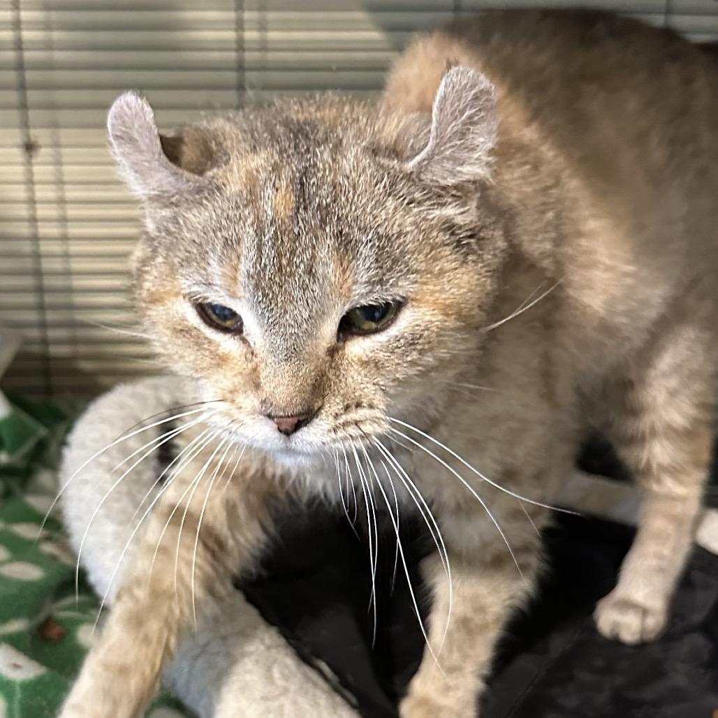 Edna, Adoptable, Young Female American Curl & Domestic Short Hair.