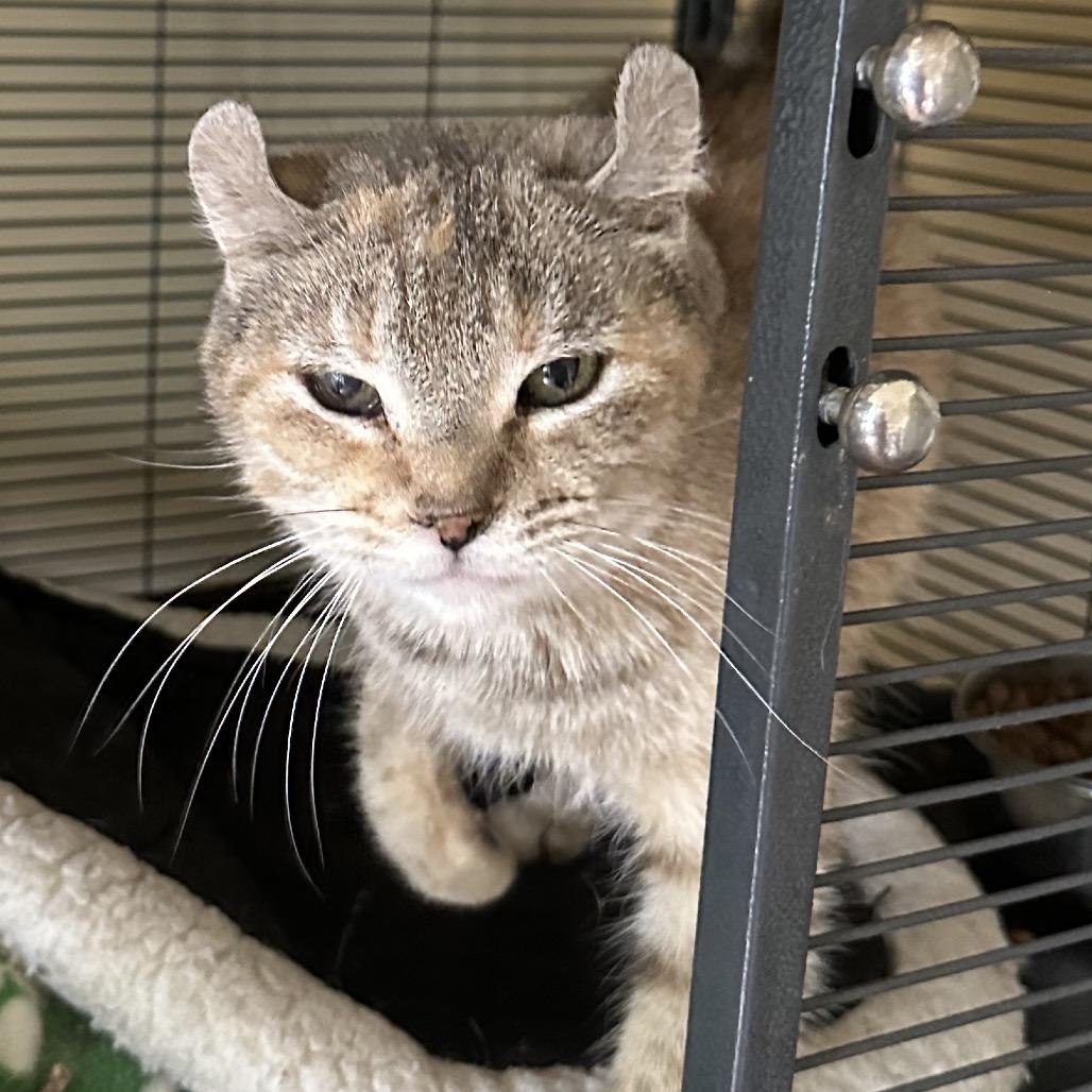 Enlarge Edna, a Adoptable mixed breed in Grantsville, UT image 2/2