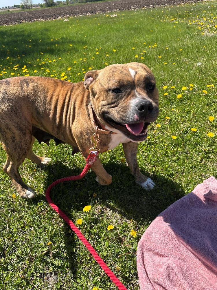 Chili, a ADOPTABLE Pit Bull Terrier in Mason City, IA image 2/3
