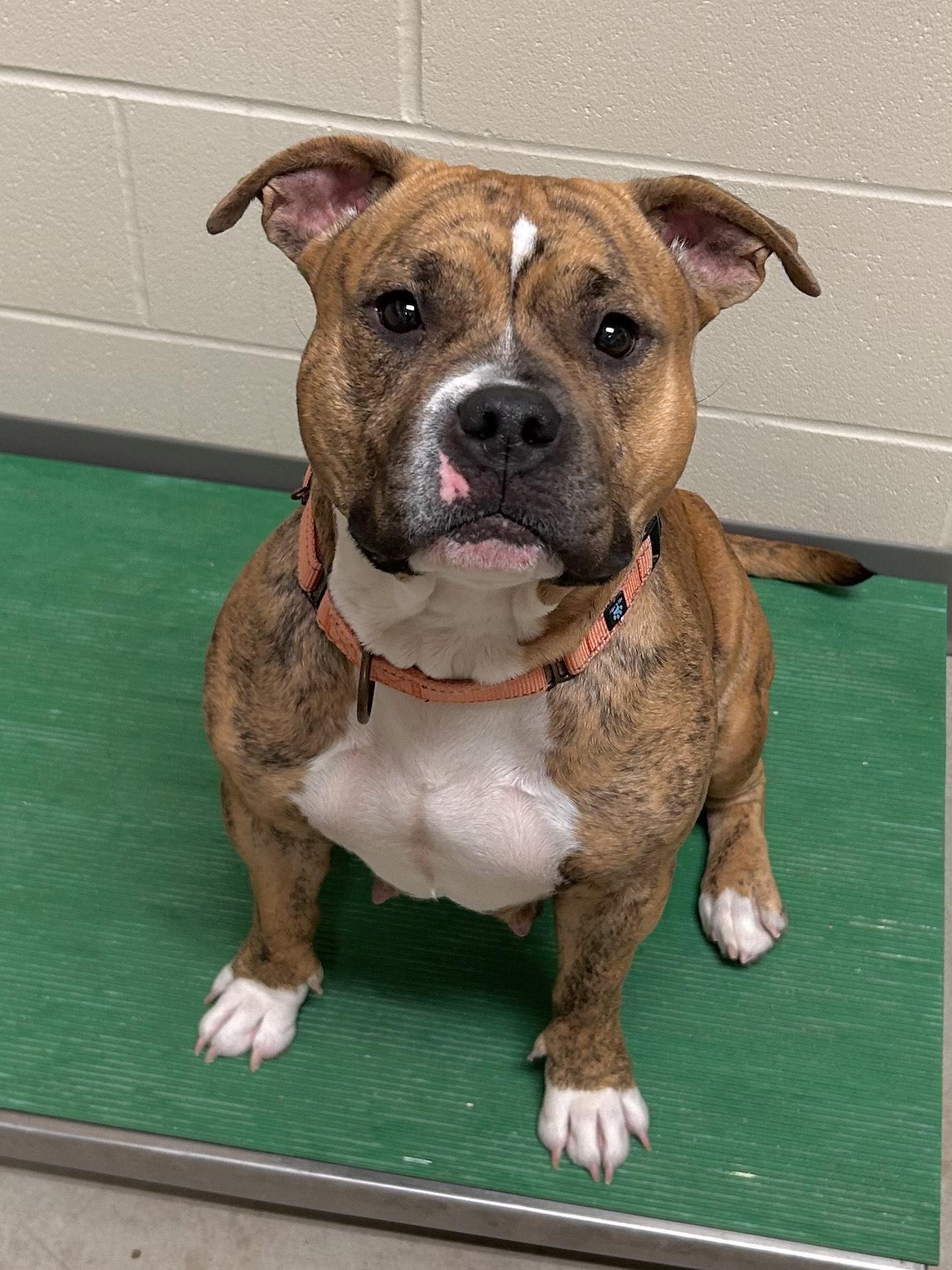 Enlarge Chili, a ADOPTABLE Pit Bull Terrier in Mason City, IA image 1/1