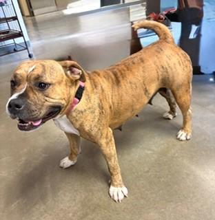 Chili, ADOPTABLE, Adult Female Pit Bull Terrier.