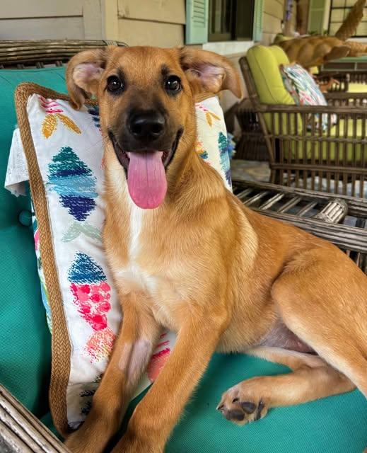 Enlarge Tasha, a ADOPTABLE mixed breed in Saint Petersburg, FL image 1/1