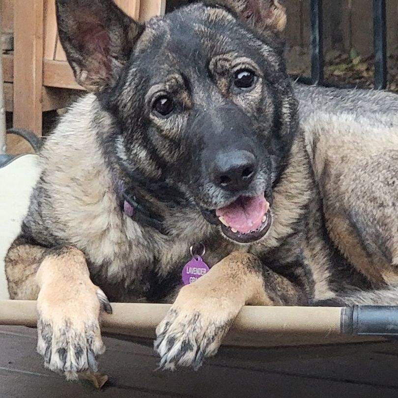  Meet Lavender Grace - The Graceful Guardian  Age 7 years Weight 75 lbs Breed German Shepherd L