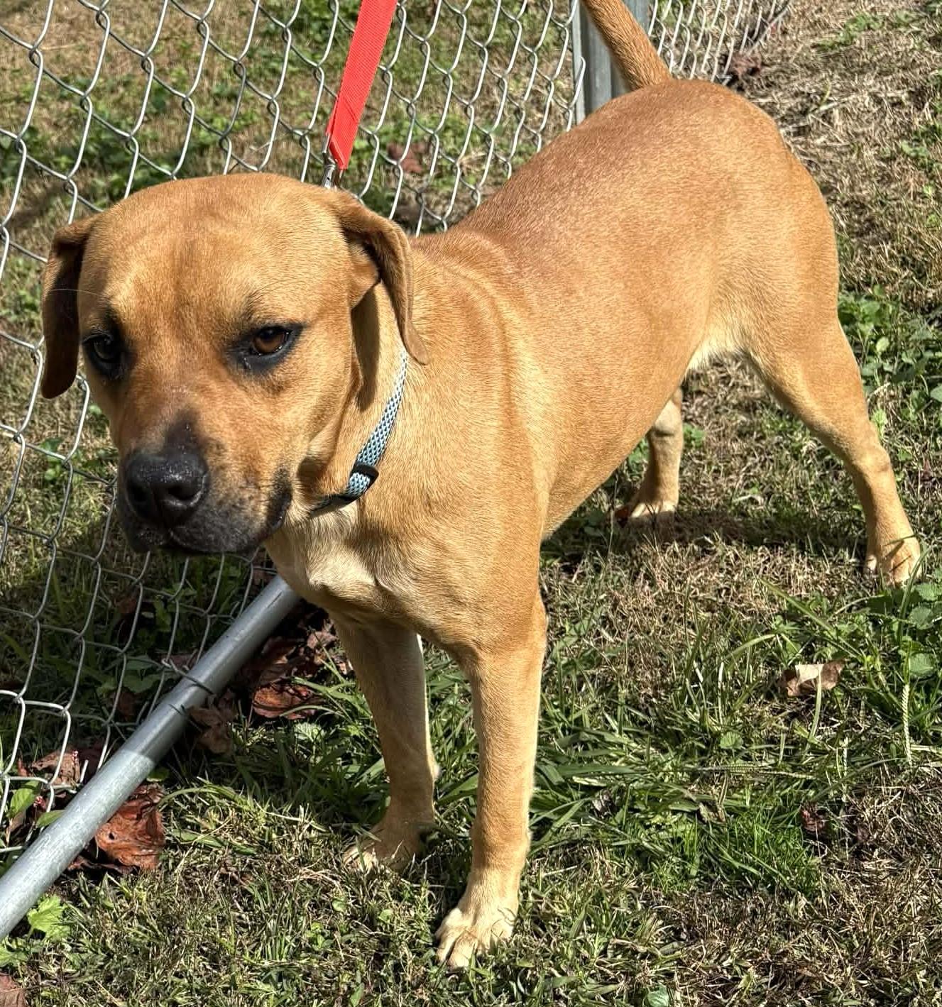 Enlarge Mia-Available! www.lhar.dog to apply! , a Adoptable mixed breed in Frederick, MD image 5/6