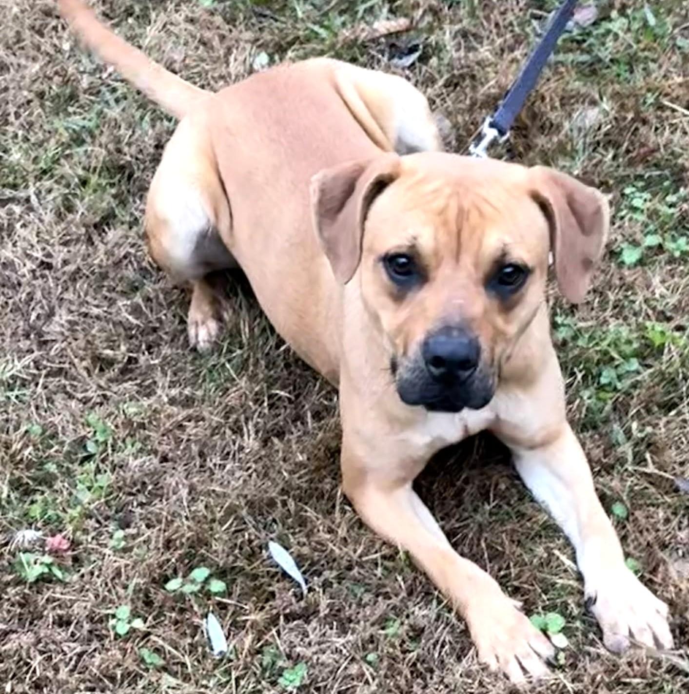 Enlarge Mia-Available! www.lhar.dog to apply! , a Adoptable mixed breed in Frederick, MD image 3/6