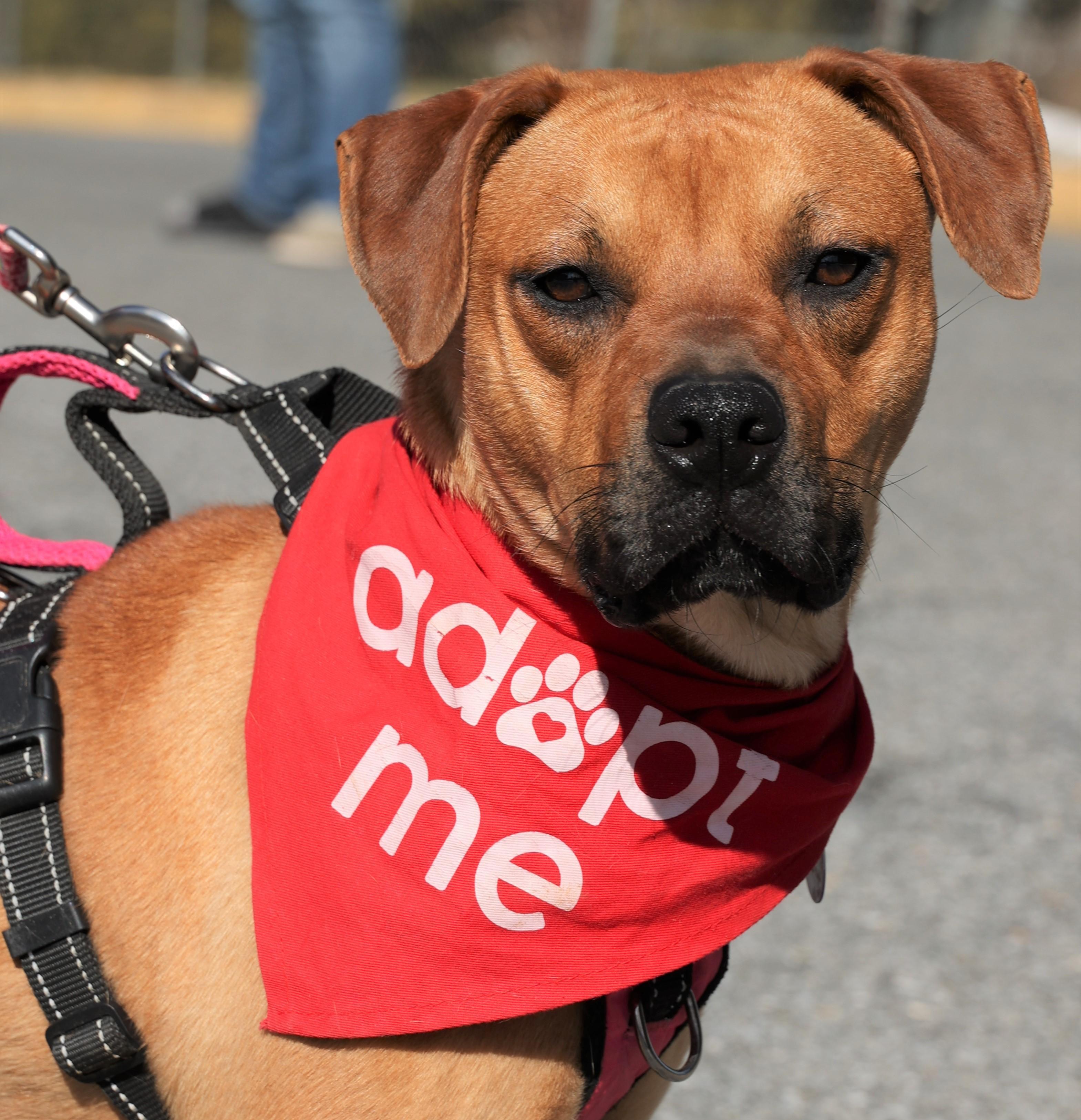 Enlarge Mia-Available 3/1@Petsmart! www.lhar.dog to apply! , a Adoptable mixed breed in Frederick, MD image 1/5