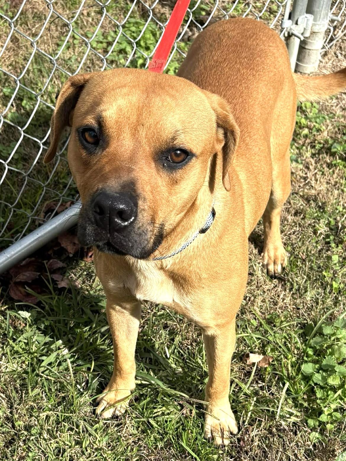 Enlarge Mia-Available! www.lhar.dog to apply! , a Adoptable mixed breed in Frederick, MD image 2/6